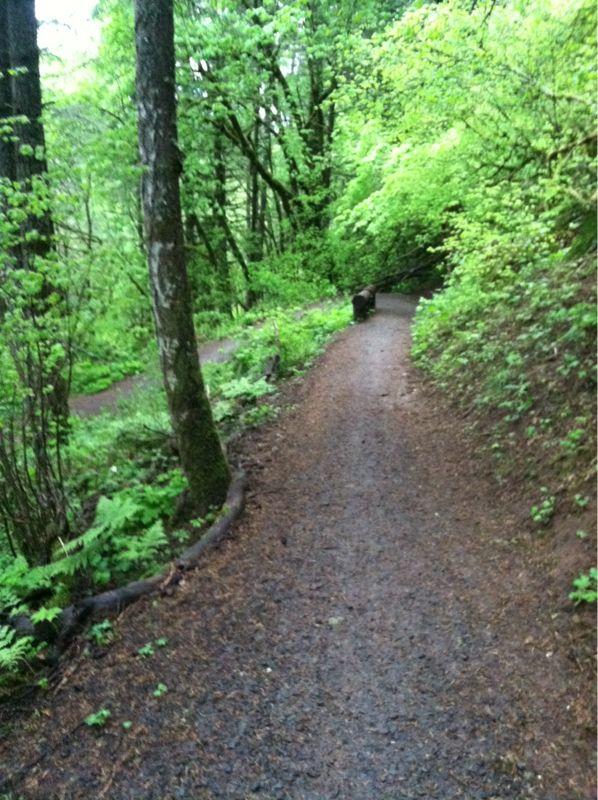 A winding dirt path surrounded by lush green foliage and tall trees, leading into a forested area. The path is flanked by ferns and underbrush, creating a serene and natural atmosphere. Ridgeline Trail mountain bike trail.