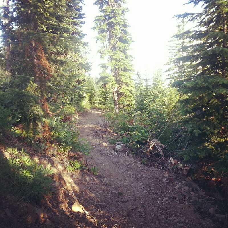 A narrow dirt path winding through a dense forest filled with tall evergreen trees, surrounded by greenery and sunlight filtering through the branches. Silver Star Provincial Park mountain bike trail.
