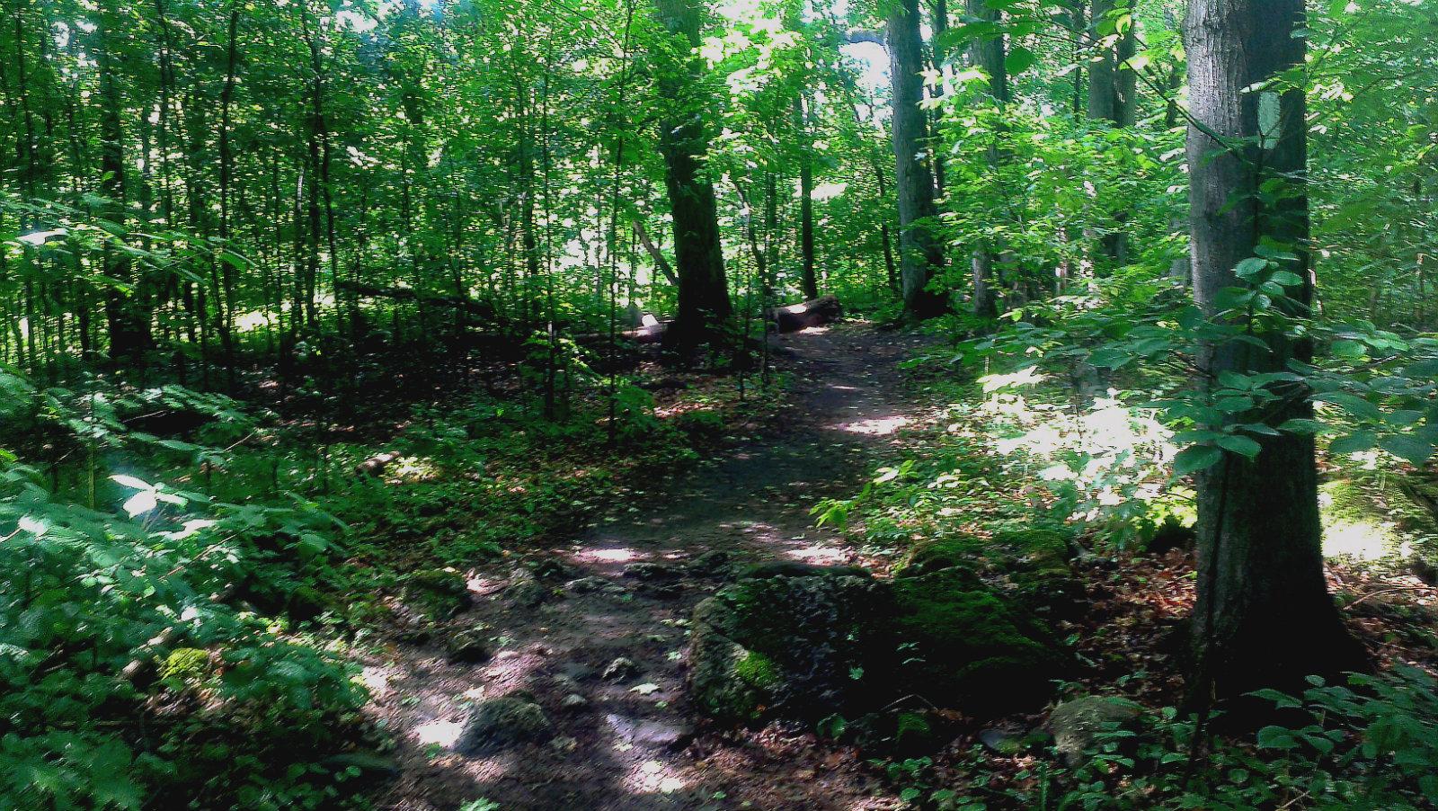 A serene forest pathway surrounded by lush green trees and foliage, with sunlight filtering through the leaves. The trail is slightly winding, leading deeper into the woods, and there's a natural, earthy feel created by rocks and fallen leaves along the path. Mono Cliffs Provincial Park mountain bike trail.