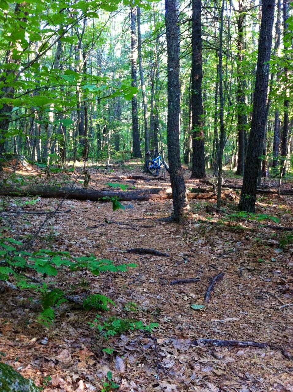 A peaceful forest path surrounded by tall trees and green foliage, with a mountain bike leaning against a tree in the background. The ground is covered with leaves and twigs, creating a natural trail leading deeper into the woods. Upton State Forest mountain bike trail.