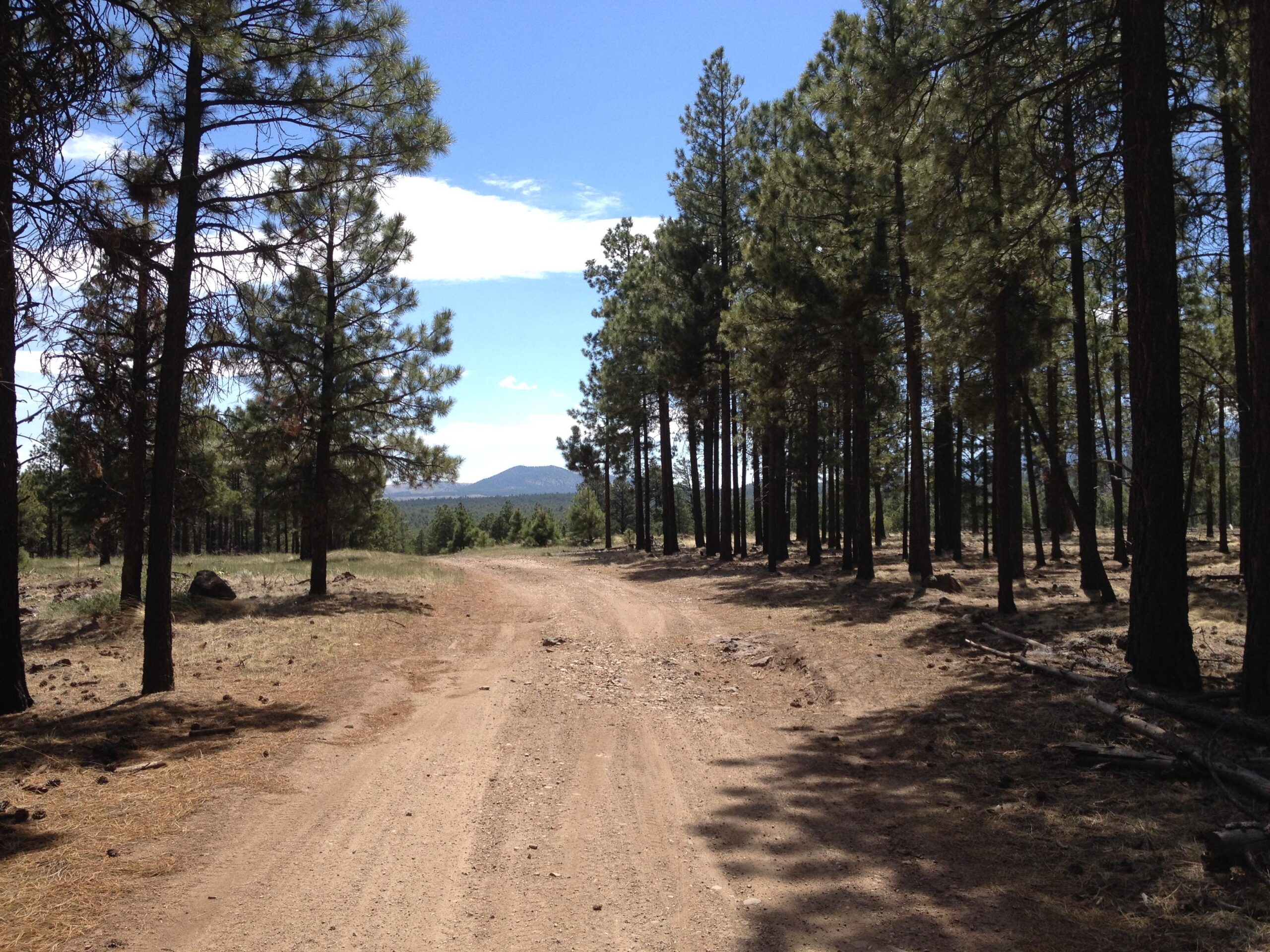 A dirt path winding through a forest of tall pine trees under a clear blue sky, with distant mountains visible in the background. Barn Burner Course mountain bike trail.