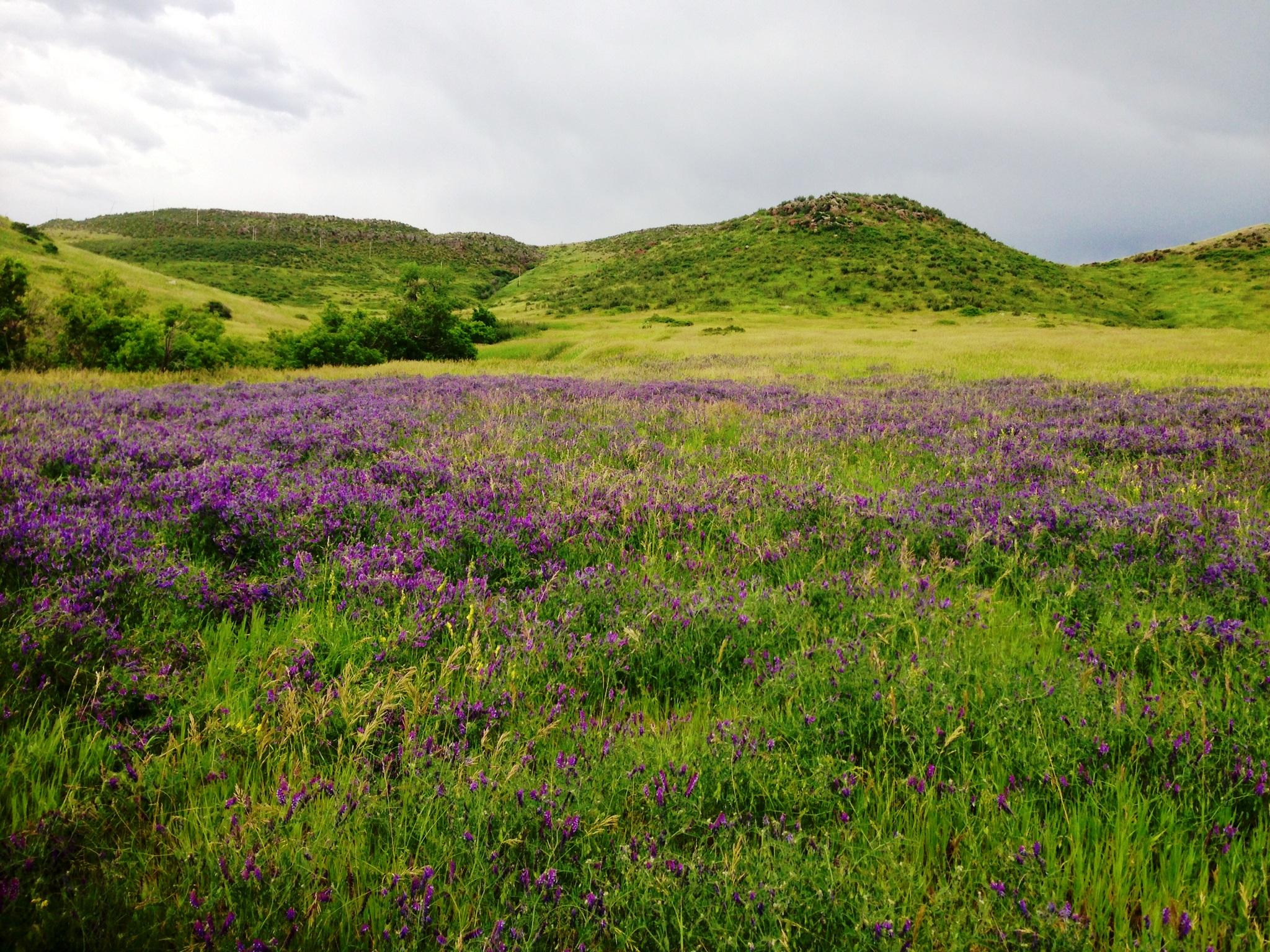 A scenic landscape featuring rolling green hills dotted with a vibrant field of purple flowers under a cloudy sky. North Table Mountain mountain bike trail.