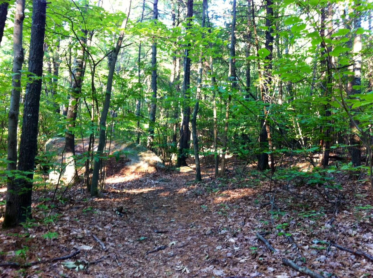 A sunlit forest path winding through tall trees with vibrant green leaves and scattered fallen leaves on the ground. Upton State Forest mountain bike trail.