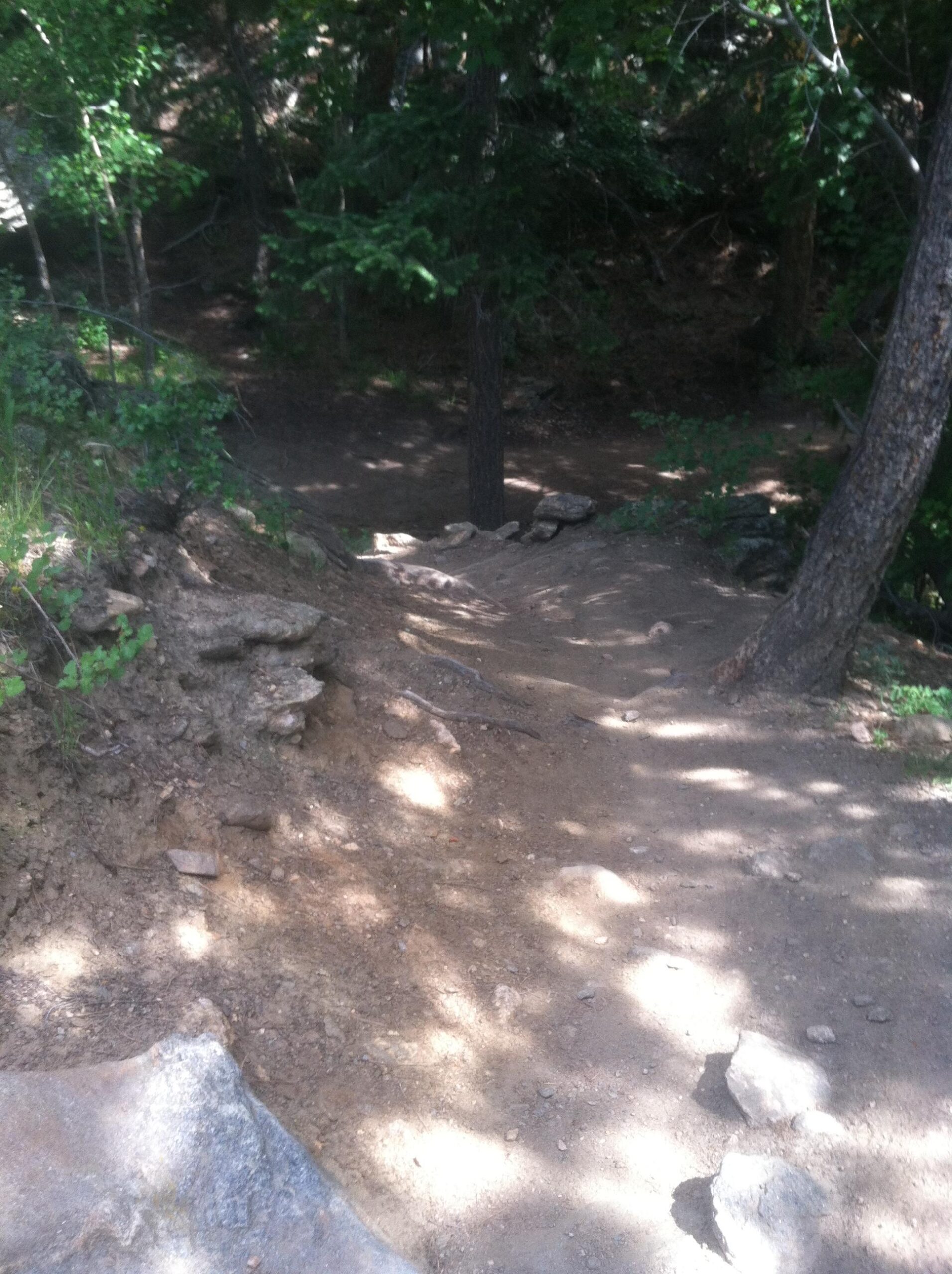 A dirt pathway winding downhill through a wooded area, surrounded by trees and rocks. Sunlight filters through the leaves, casting dappled shadows on the ground. The trail is slightly uneven, with patches of soil and scattered stones along the edges. Elk Meadow mountain bike trail.