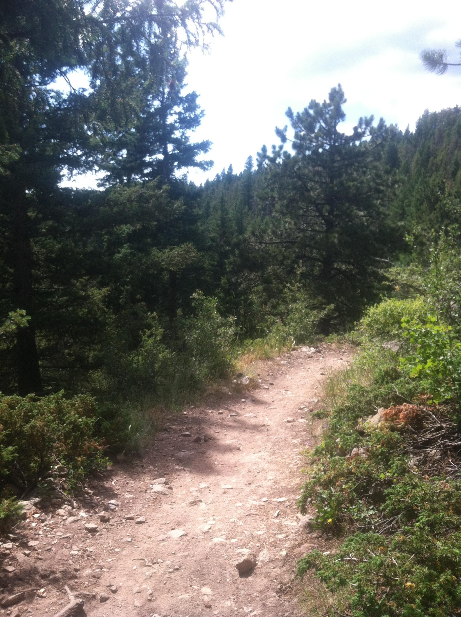 A winding dirt path surrounded by lush green trees and foliage, leading through a forested area under a partly cloudy sky. Elk Meadow mountain bike trail.