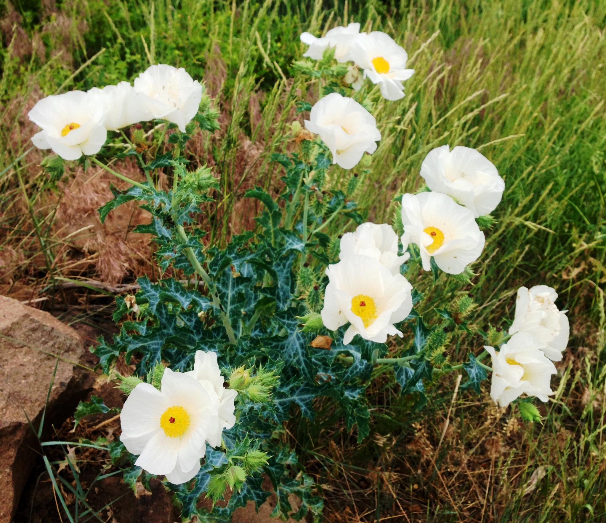 A cluster of delicate white flowers with yellow centers growing amidst green grass and rocky soil. The leaves are spiny and dark green, adding contrast to the soft petals. North Table Mountain mountain bike trail.