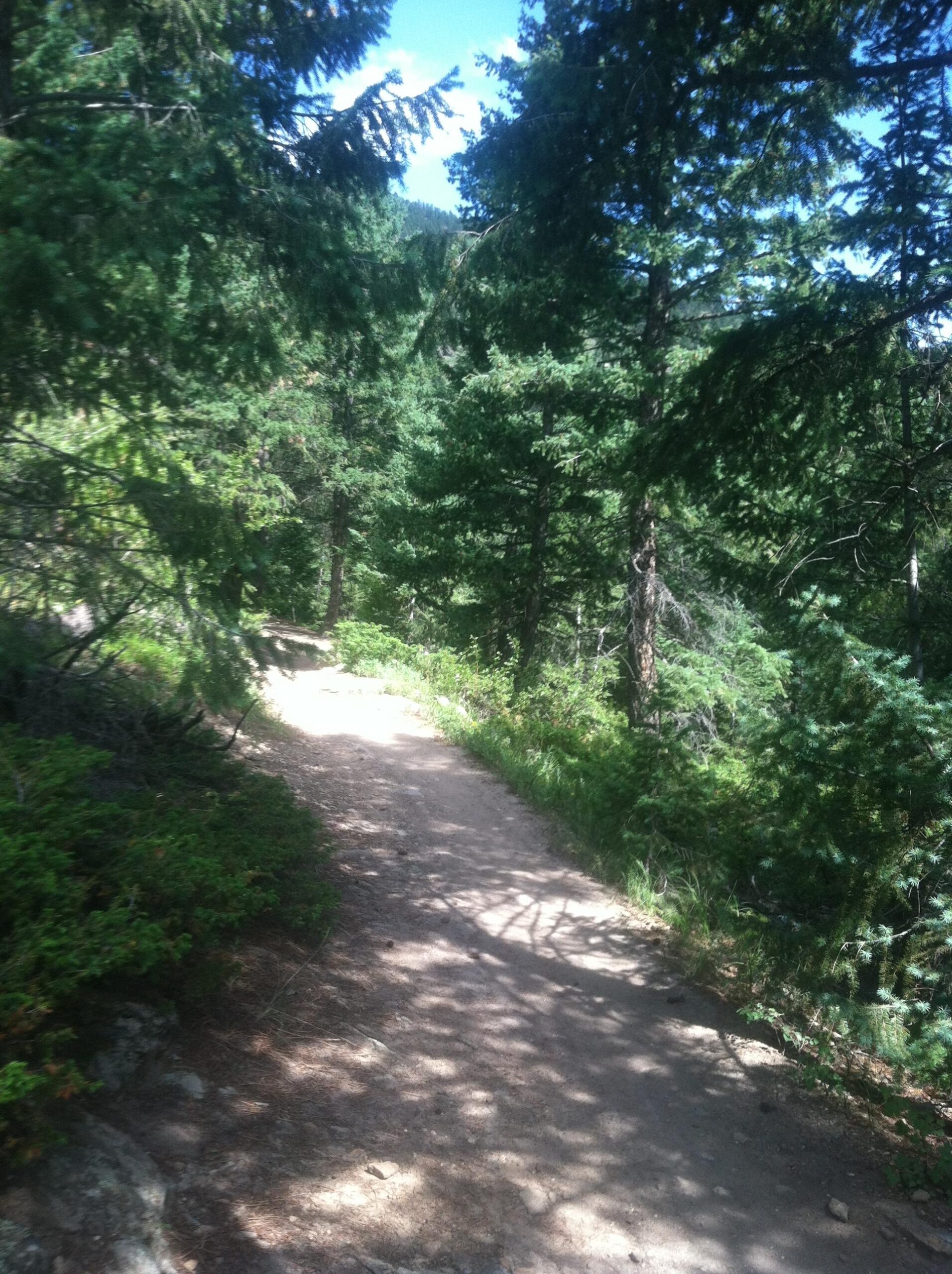 A winding dirt path through a lush green forest, bordered by tall pine trees and shrubs, under a bright blue sky with scattered clouds. Sunlight filters through the branches, creating dappled shadows on the ground. Elk Meadow mountain bike trail.