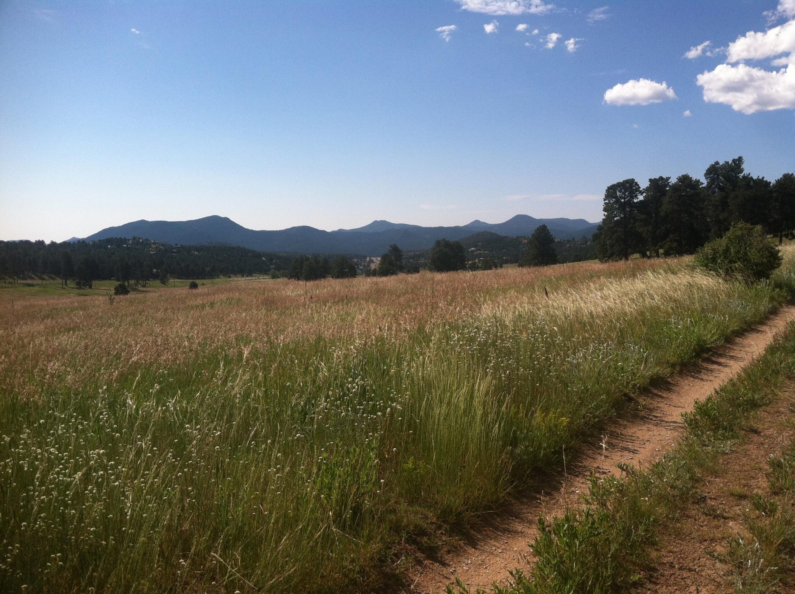 A wide view of a grassy field with tall, wild grasses swaying in the breeze. In the background, a range of mountains stretches across the horizon under a clear blue sky with a few scattered clouds. A dirt path runs alongside the field, inviting exploration of the natural landscape. Elk Meadow mountain bike trail.