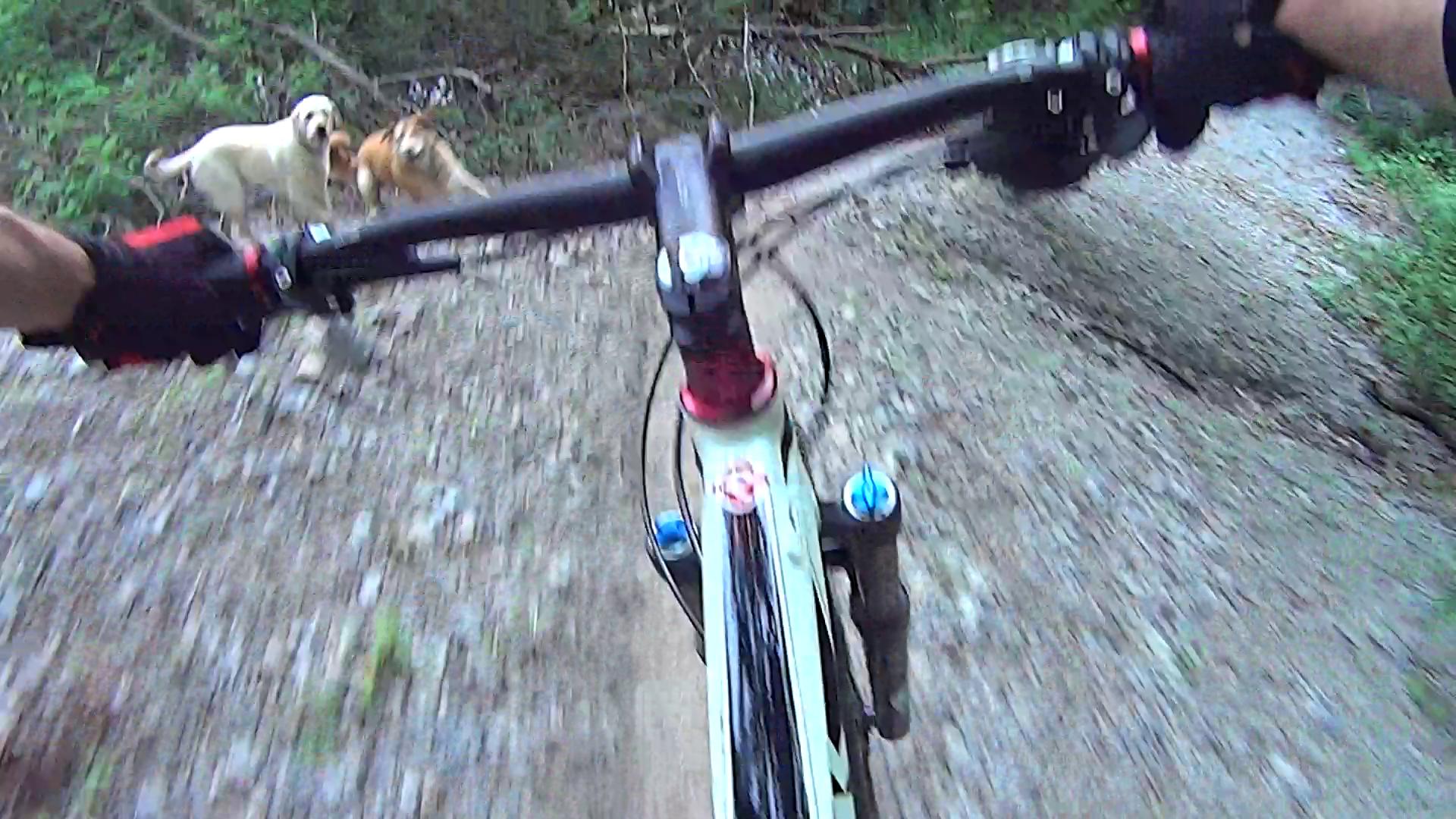 View from a mountain bike handlebars while riding on a gravel trail, with two dogs running in the background amidst a forested area. Don Valley mountain bike trail.