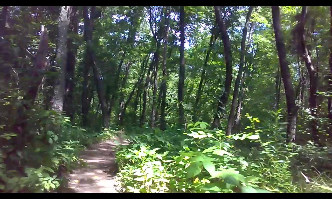 A dirt path winding through a lush green forest, surrounded by tall trees and dense foliage under bright sunlight. Outback Trail at Imagination Glenn mountain bike trail.