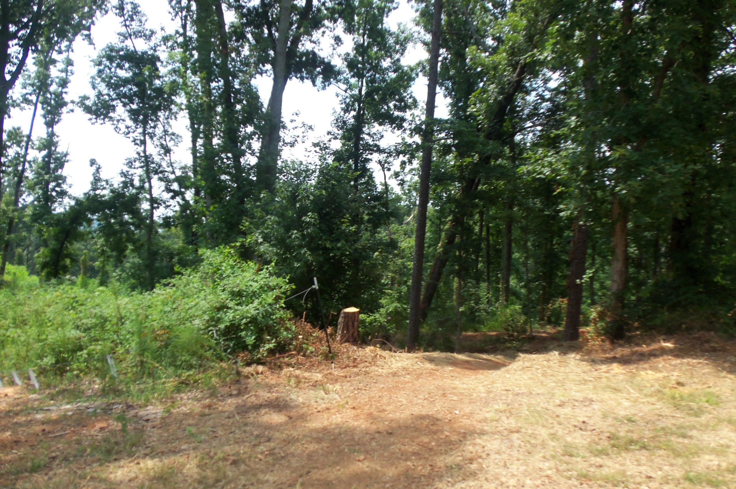 A dirt path leading into a wooded area, surrounded by tall trees and dense greenery. A freshly cut tree stump is visible on the path's left side, and some brush lies along the ground. The scene is bright and sunlit, indicating a warm day. Lake Guntersville State Park mountain bike trail.