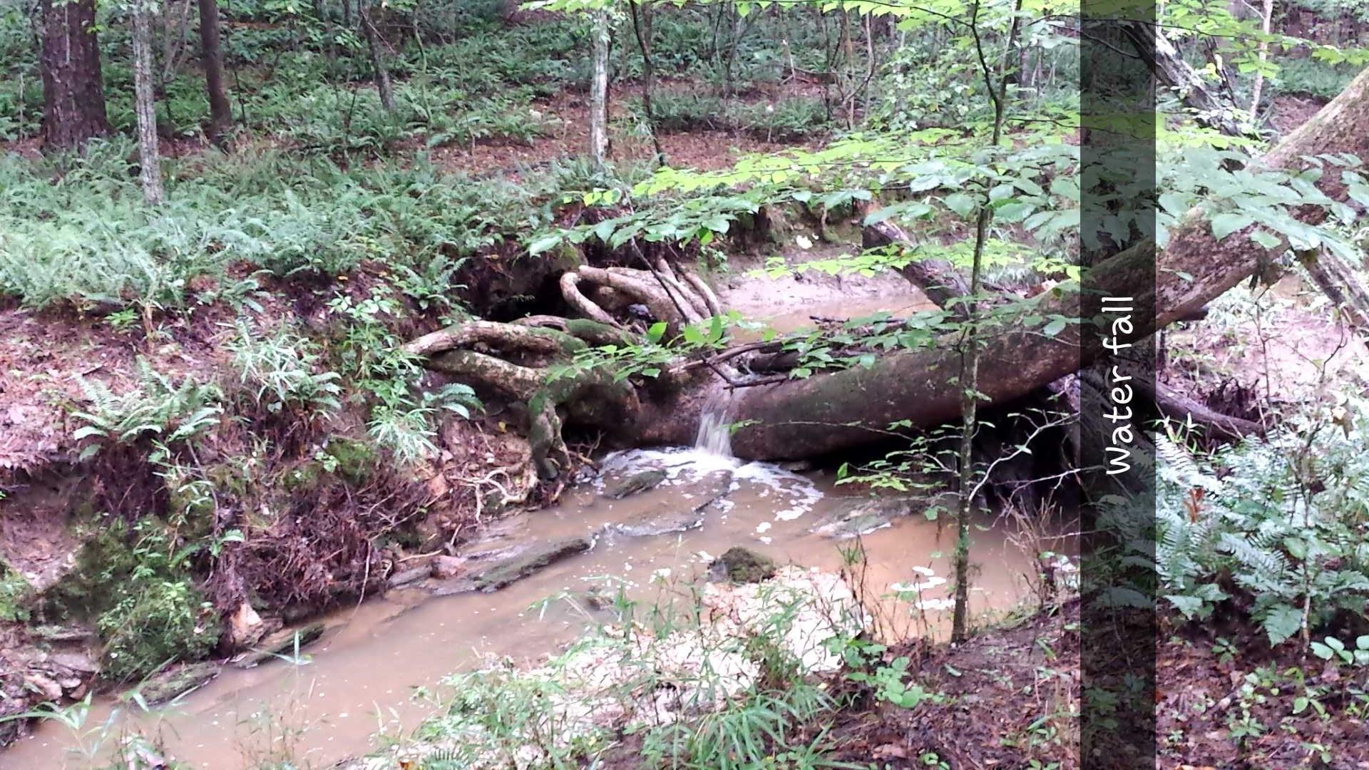 A small waterfall cascading over a fallen tree branch into a brown stream, surrounded by lush green foliage and ferns in a forested area. Country Trail mountain bike trail.