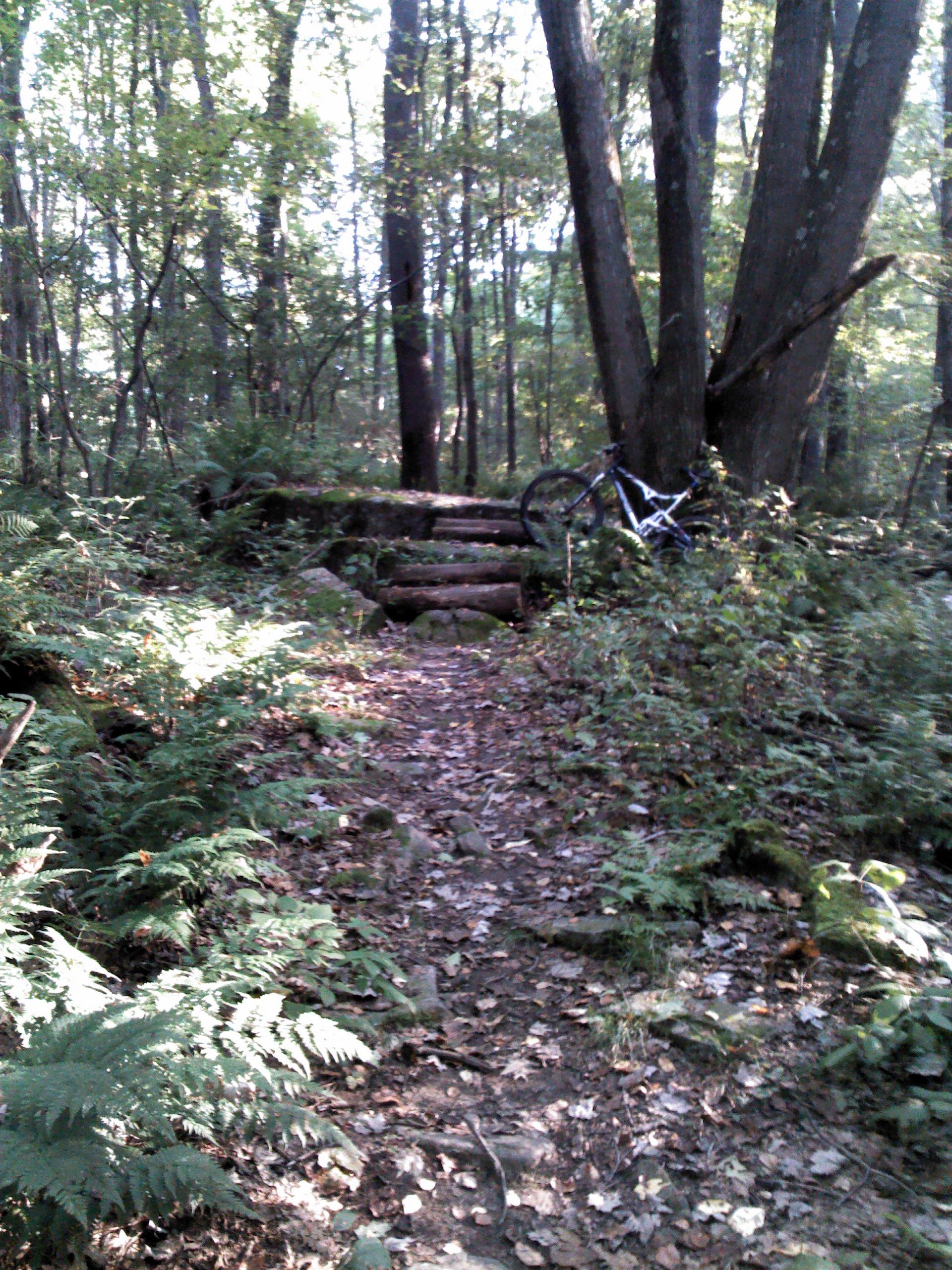 A narrow dirt path winding through a lush forest, surrounded by tall trees and green ferns. A mountain bike leans against a log bridge crossing the path, with scattered leaves covering the ground, indicating a peaceful outdoor setting. Yellow Creek State Park mountain bike trail.