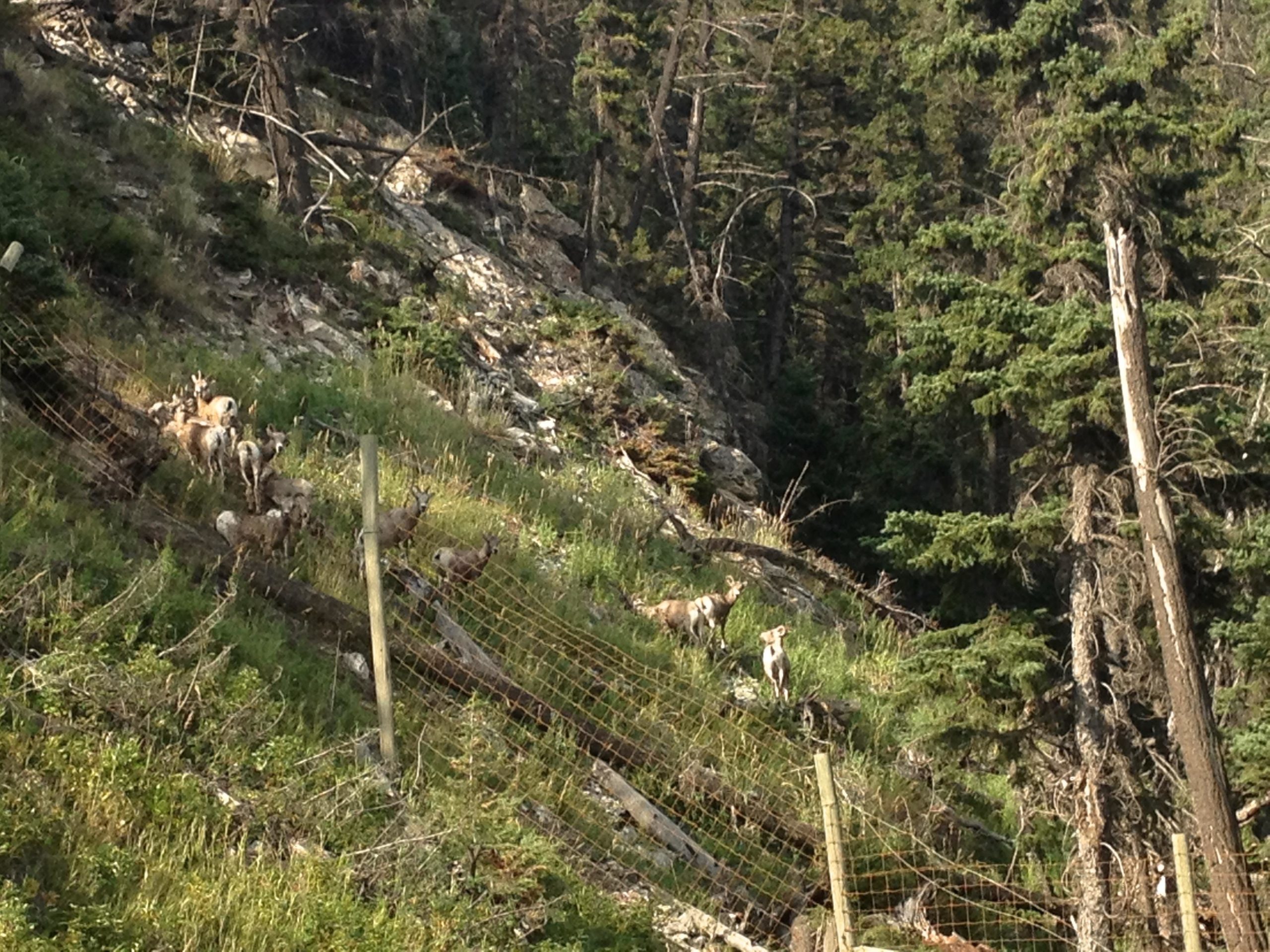 A group of goats grazes on a grassy slope, surrounded by trees and rocky terrain. Fencing is visible in the foreground, and the landscape features a mix of green vegetation and scattered logs. Stoney Squaw Upper & Lower mountain bike trail.