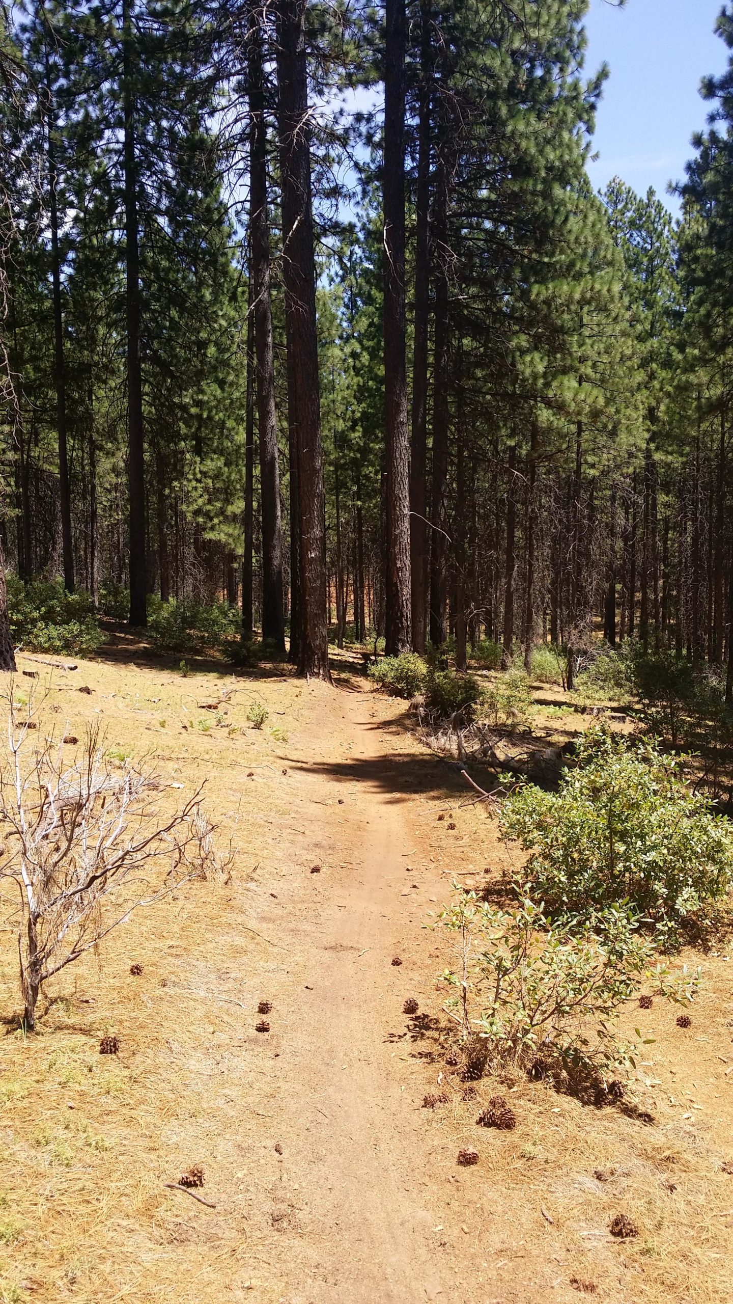 A narrow dirt path winding through a pine forest, with tall trees lining both sides. The ground is covered with a mix of pine needles and scattered pinecones, and patches of greenery can be seen among the trees. The scene is illuminated by sunlight filtering through the tree branches. Boggs Forest mountain bike trail.