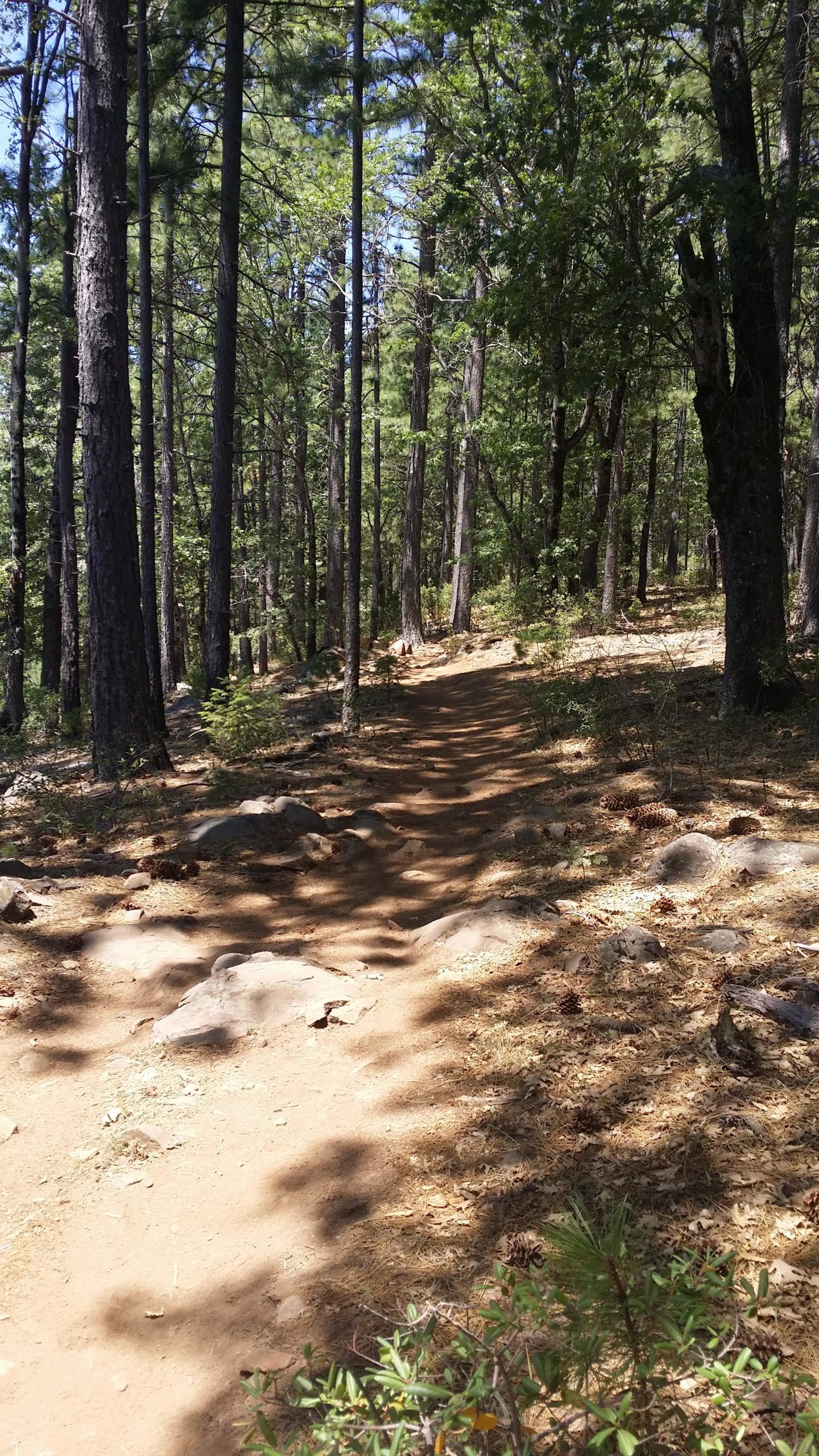 A winding dirt path through a pine forest, surrounded by tall trees and scattered rocks. Sunlight filters through the leaves, casting shadows on the ground, with patches of grass and pine cones along the trail. Boggs Forest mountain bike trail.