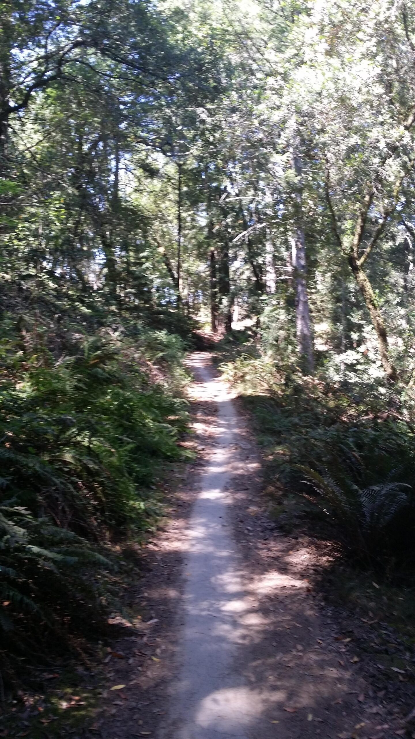 A narrow winding dirt path surrounded by tall trees and dense greenery, illuminated by dappled sunlight filtering through the leaves above. Spanish Wall mountain bike trail.