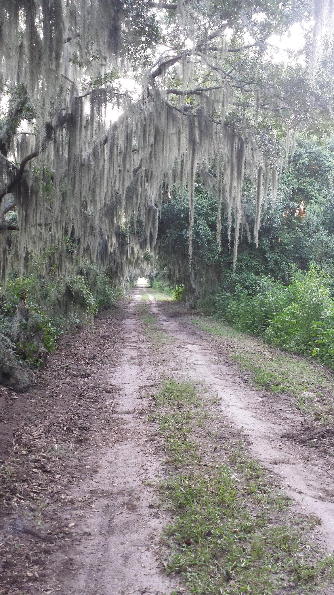 A dirt path lined with lush greenery, flanked by trees draped in Spanish moss, creating a serene and shaded atmosphere. The trail appears to lead deeper into a woodland, with hints of sunlight visible at the end. Balm Boyette Scrub Preserve mountain bike trail.
