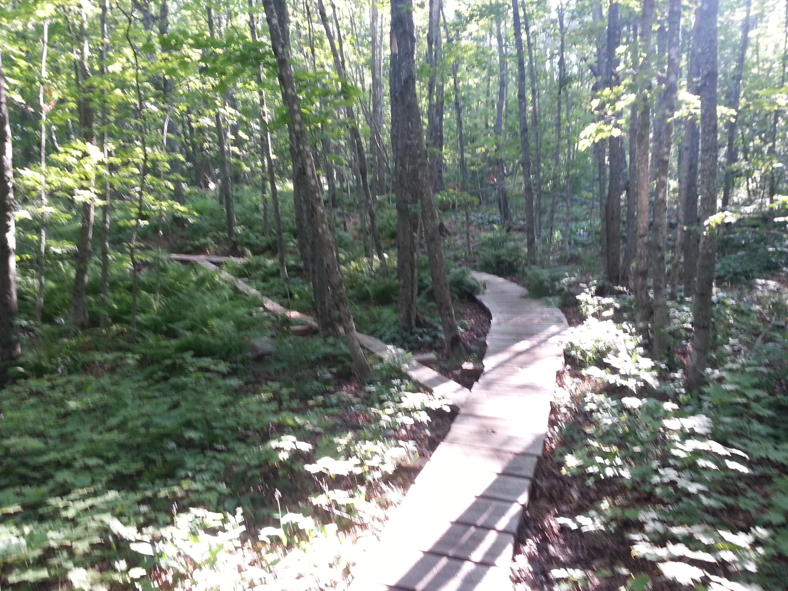 A winding wooden boardwalk path through a lush, green forest, surrounded by tall trees and ferns, with sunlight filtering through the leaves. Short Stacker mountain bike trail.