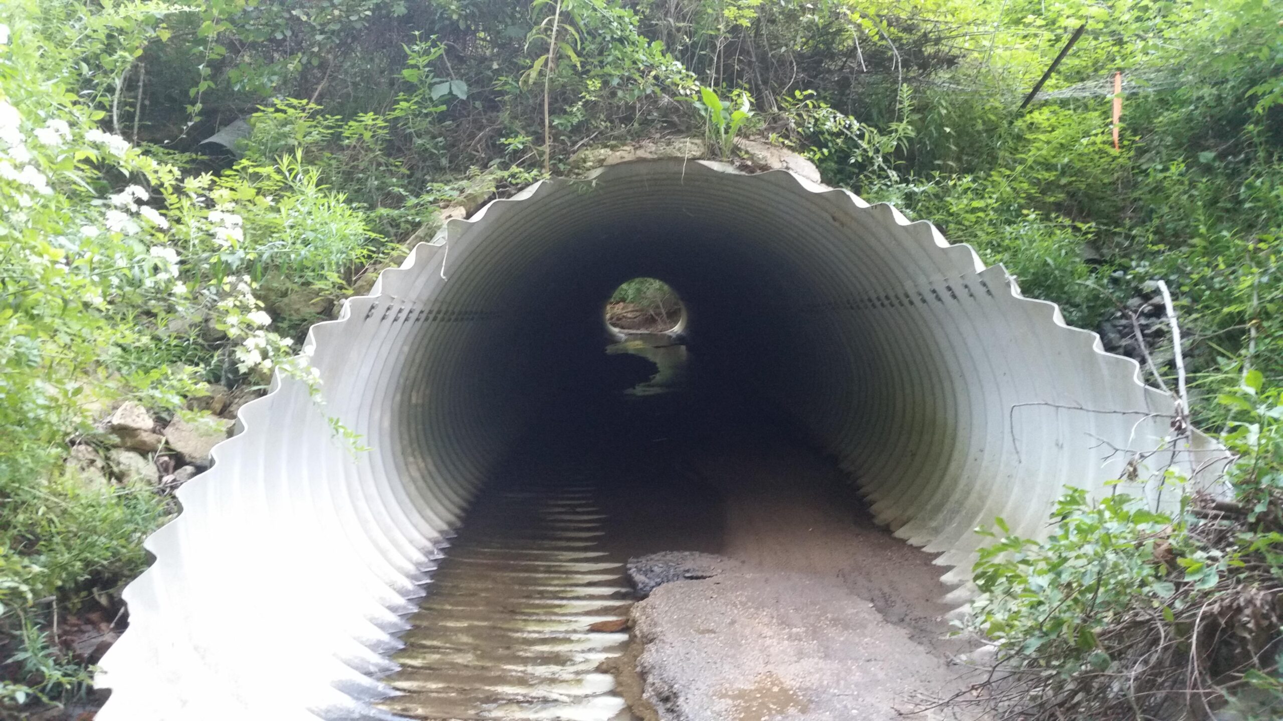 A large, metallic corrugated pipe tunnel, partially filled with water and surrounded by greenery. The view is from the entrance of the tunnel, showing a clear pathway leading deeper inside, with vegetation growing on the edges and small plants sprouting on top of the pipe. Middle Run Natural Area mountain bike trail.