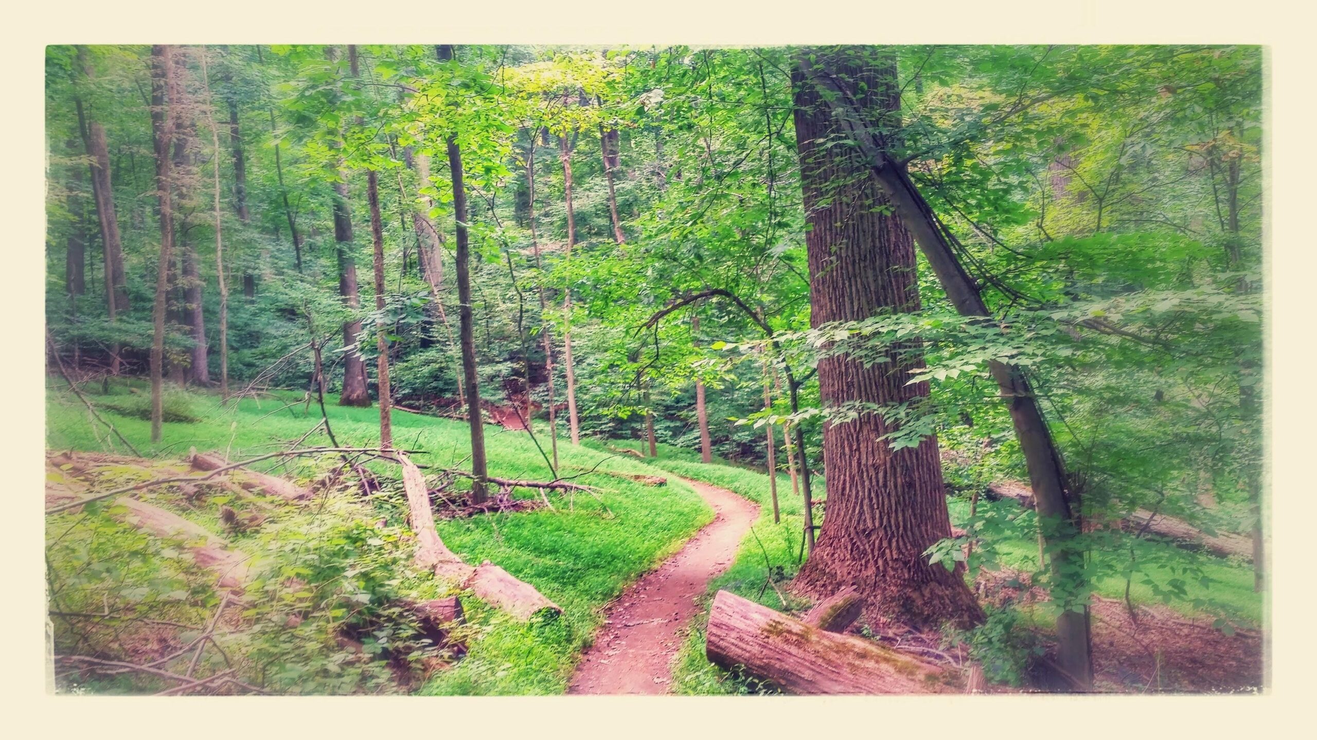 A winding dirt path through a lush green forest, surrounded by tall trees and scattered fallen logs. Bright green grass covers the ground, creating a serene and peaceful natural setting. Patapsco Valley State Park (Avalon Area) mountain bike trail.