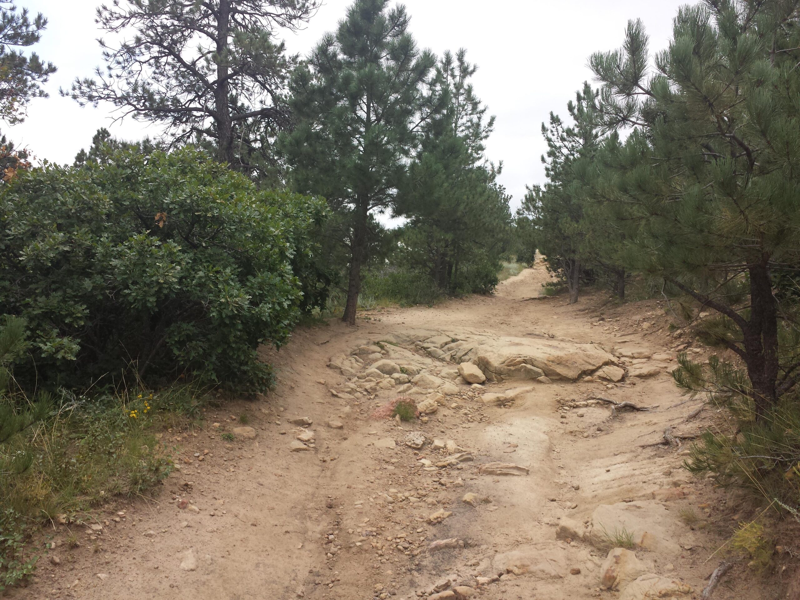 A natural dirt hiking trail surrounded by tall pine trees and shrubs, with rocky terrain visible along the path. The trail gently curves ahead, leading into the distance under a cloudy sky. Ute Valley Park mountain bike trail.