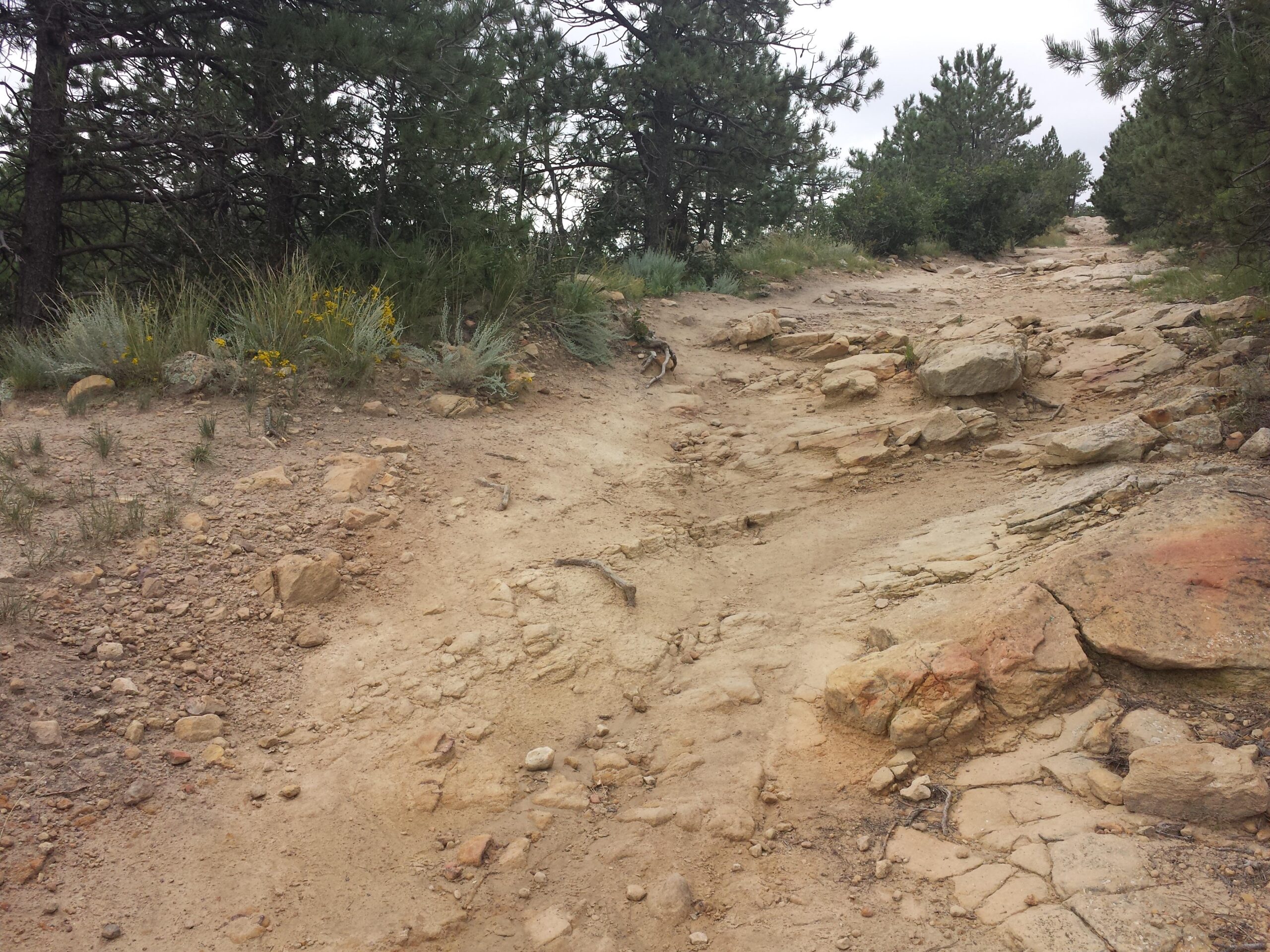 Rocky hiking trail surrounded by greenery, with uneven terrain, scattered rocks, and patches of dirt, leading through a natural landscape. Ute Valley Park mountain bike trail.