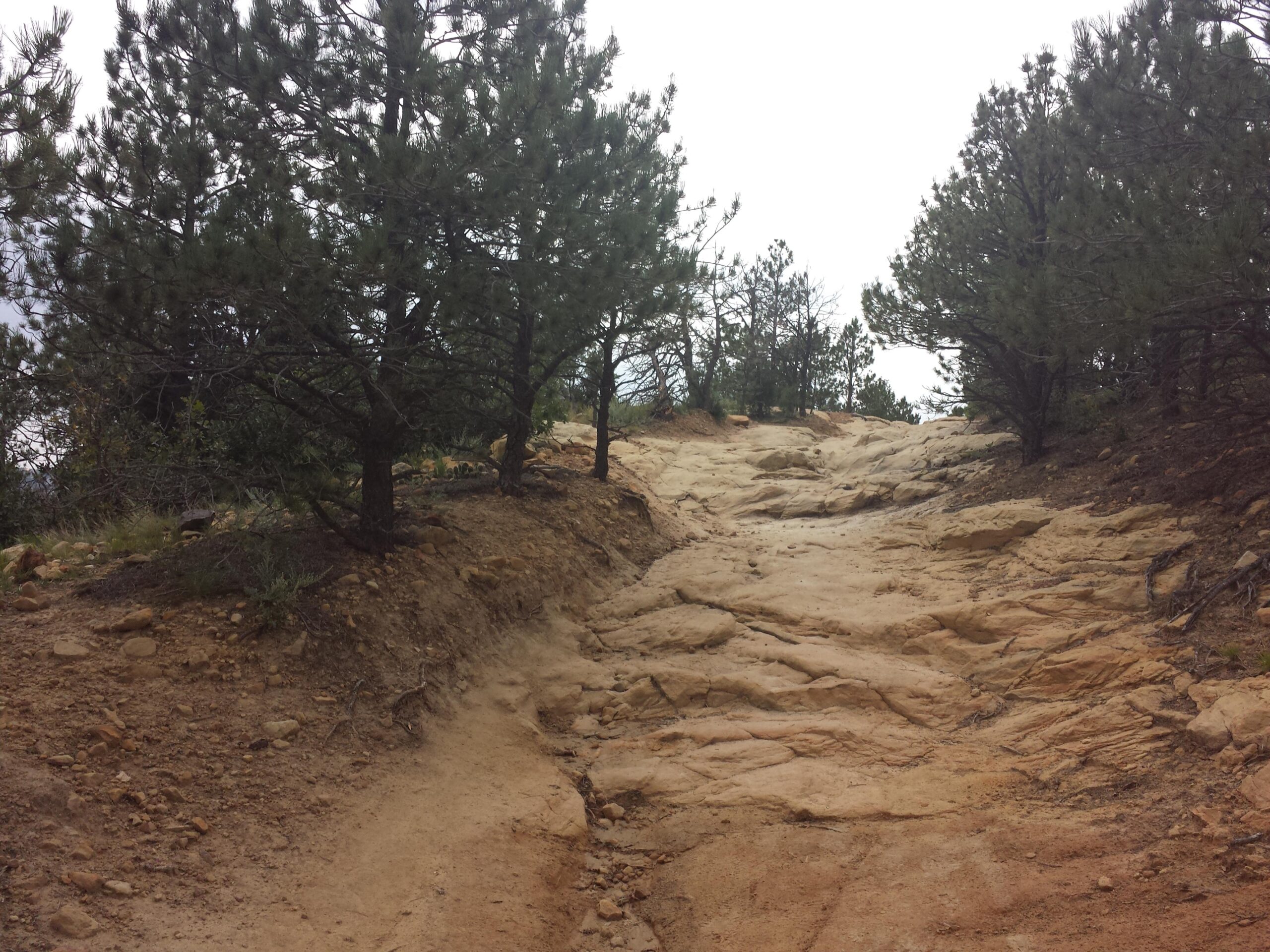 A rocky hiking trail winding through a forest of pine trees, with visible earthy tones and roots along the path, under a cloudy sky. Ute Valley Park mountain bike trail.