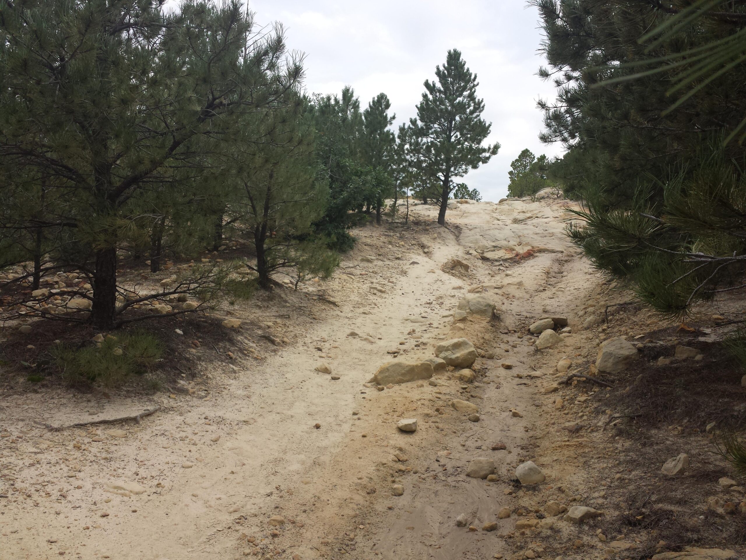 A dirt trail winding through a forested area, surrounded by tall pine trees. The path is uneven, with scattered rocks and sandy soil, leading uphill toward a clearing in the distance under a cloudy sky. Ute Valley Park mountain bike trail.