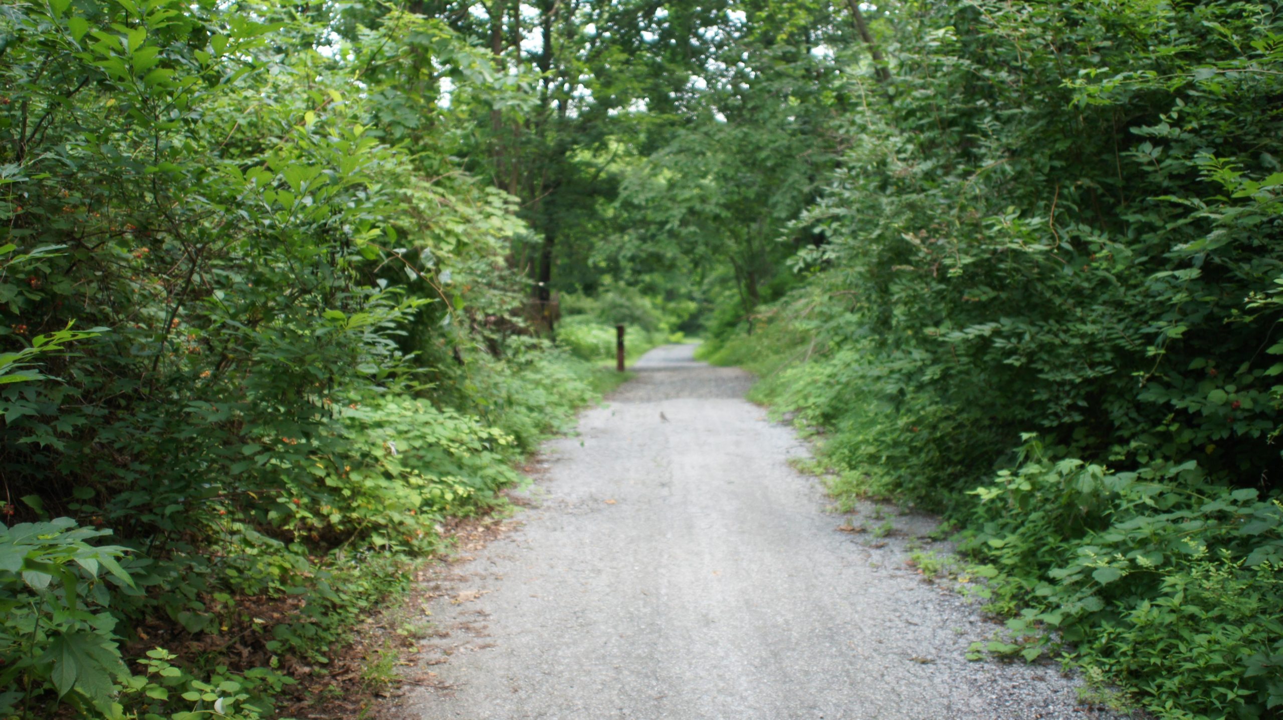 A narrow gravel path winding through lush greenery, surrounded by dense trees and shrubs on either side, creating a serene and inviting atmosphere. Marsh Creek Park mountain bike trail.