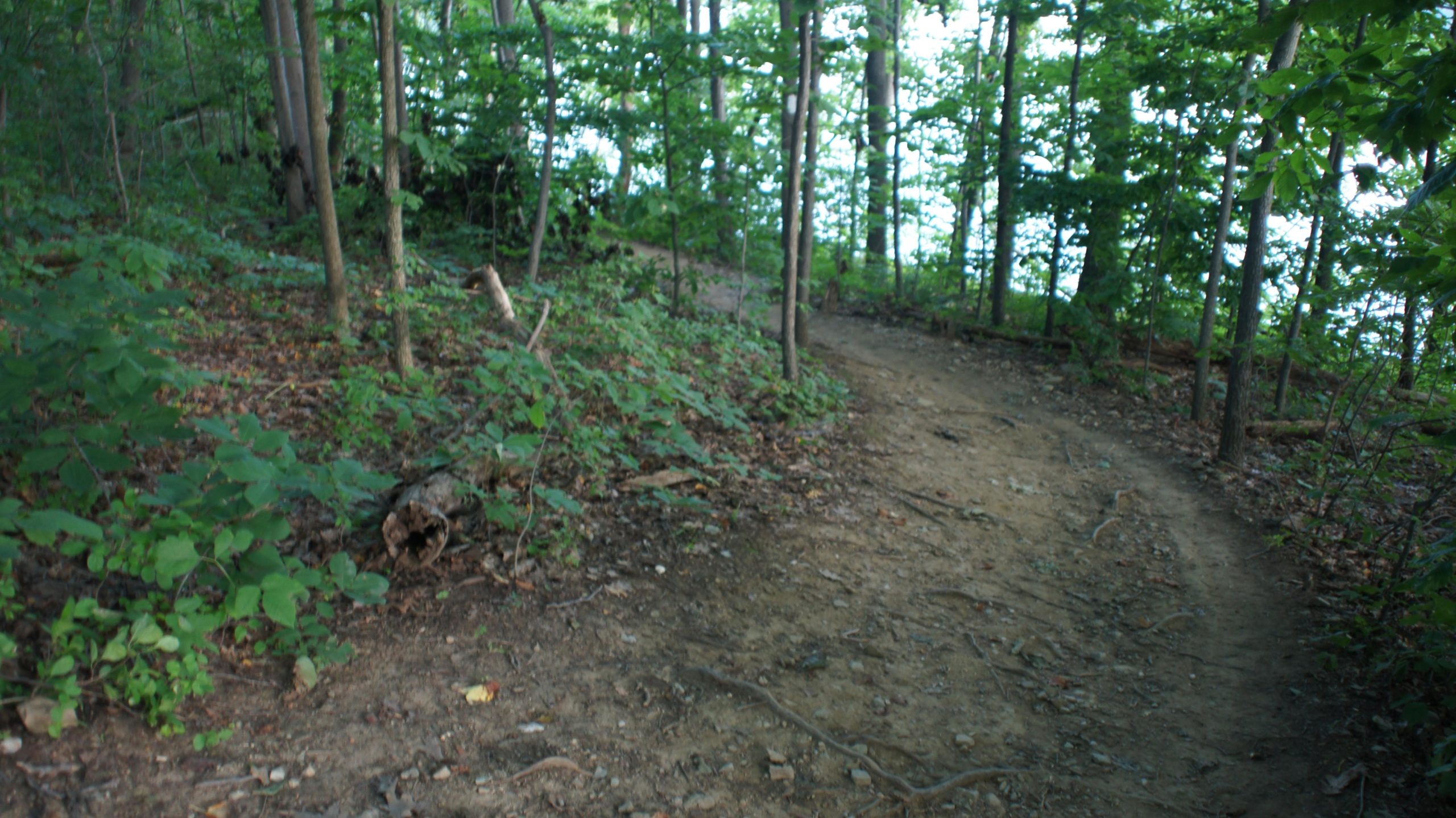A winding dirt trail surrounded by lush green foliage and trees, leading towards a body of water visible in the background. The scene captures the tranquility of a forested area, with hints of sunlight filtering through the leaves. Marsh Creek Park mountain bike trail.