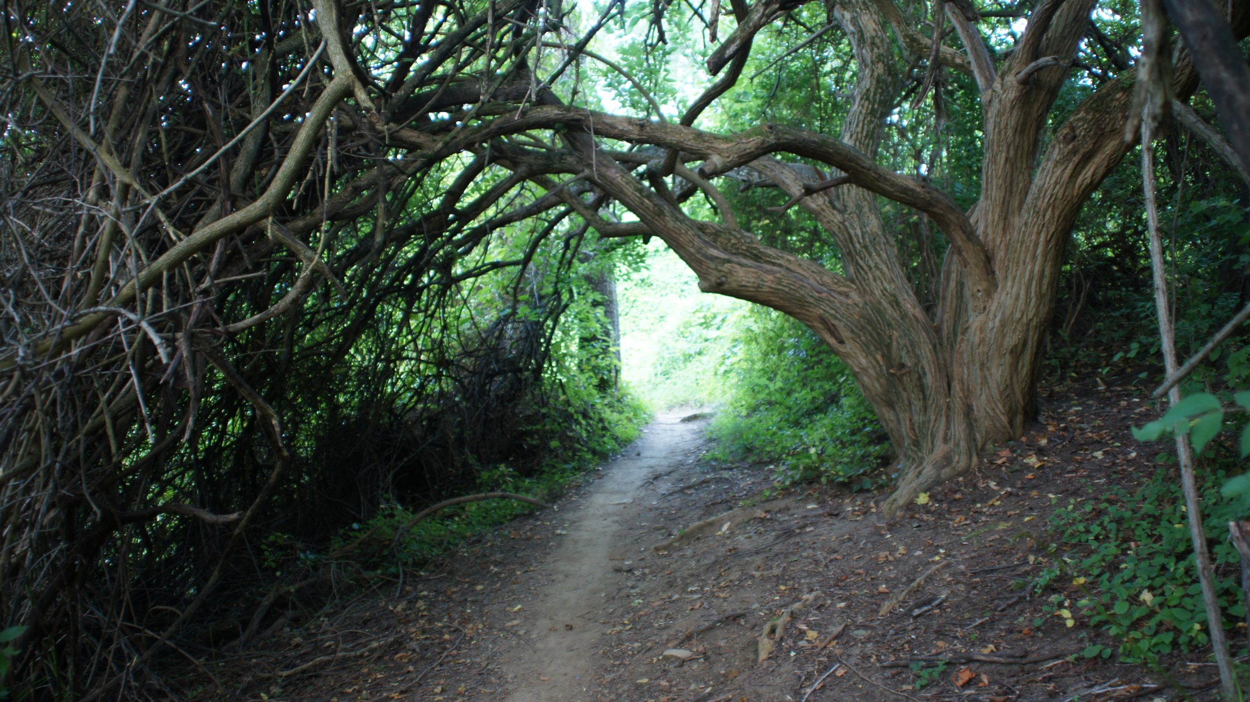 A forest path surrounded by dense greenery, with gnarled tree branches arching over the trail, creating a natural tunnel effect. The ground is a mixture of dirt and fallen leaves, leading into a brighter area ahead. Marsh Creek Park mountain bike trail.