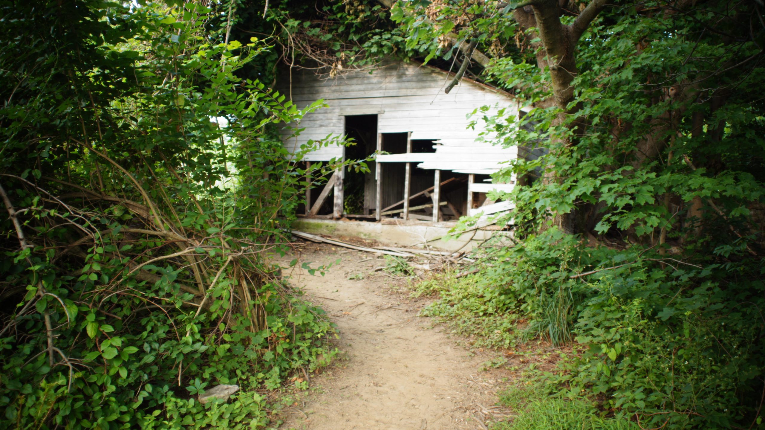 Alt text: A weathered, abandoned structure partially concealed by dense green foliage and overgrown plants, with a sandy path leading toward it. The building has broken windows and missing boards, suggesting a state of disrepair. Marsh Creek Park mountain bike trail.