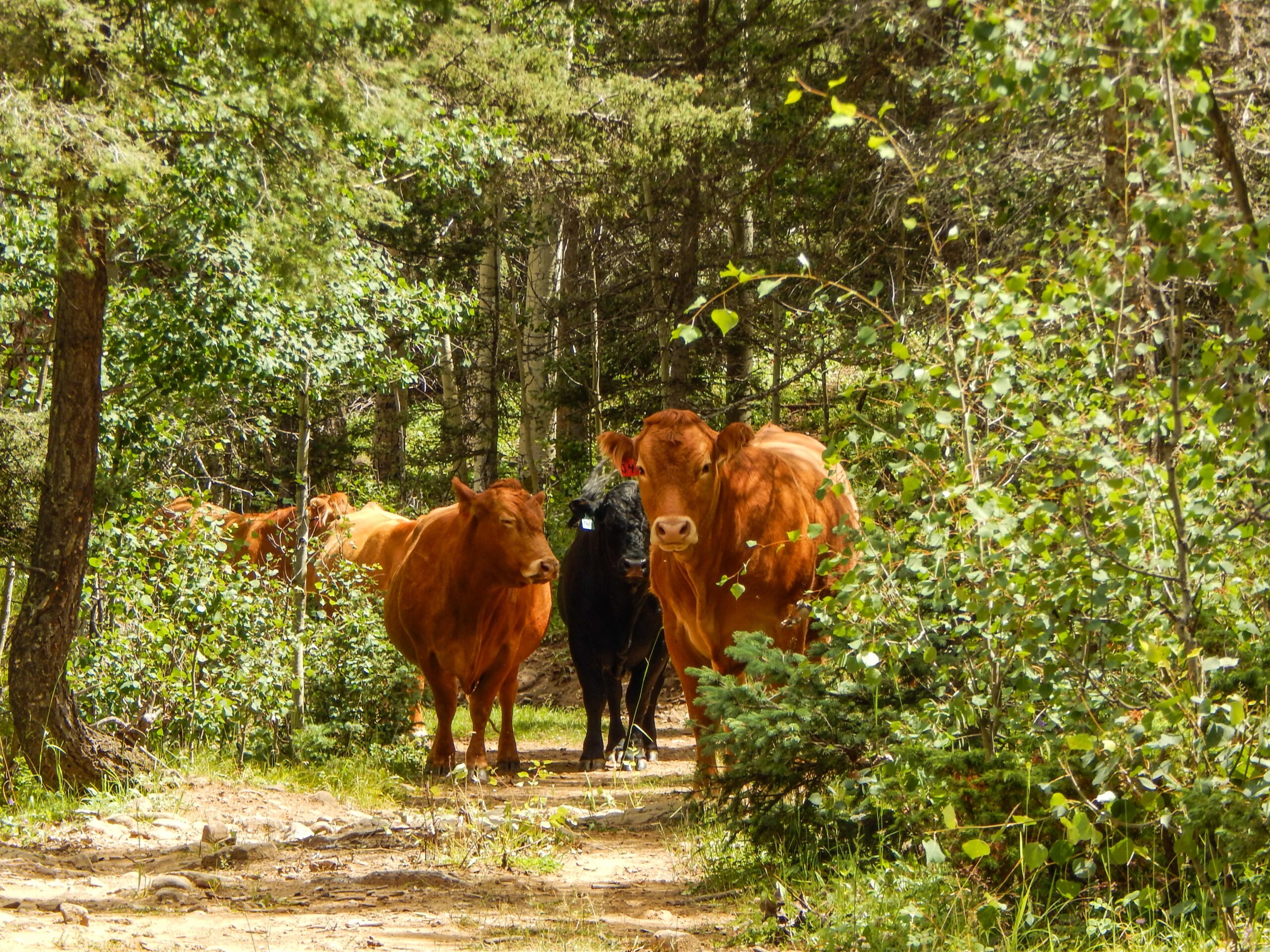 A group of cows, including several brown ones and a black one, walking down a dirt path surrounded by lush green trees and plants. The scene captures a tranquil rural setting in nature. South Boundary (164) mountain bike trail.