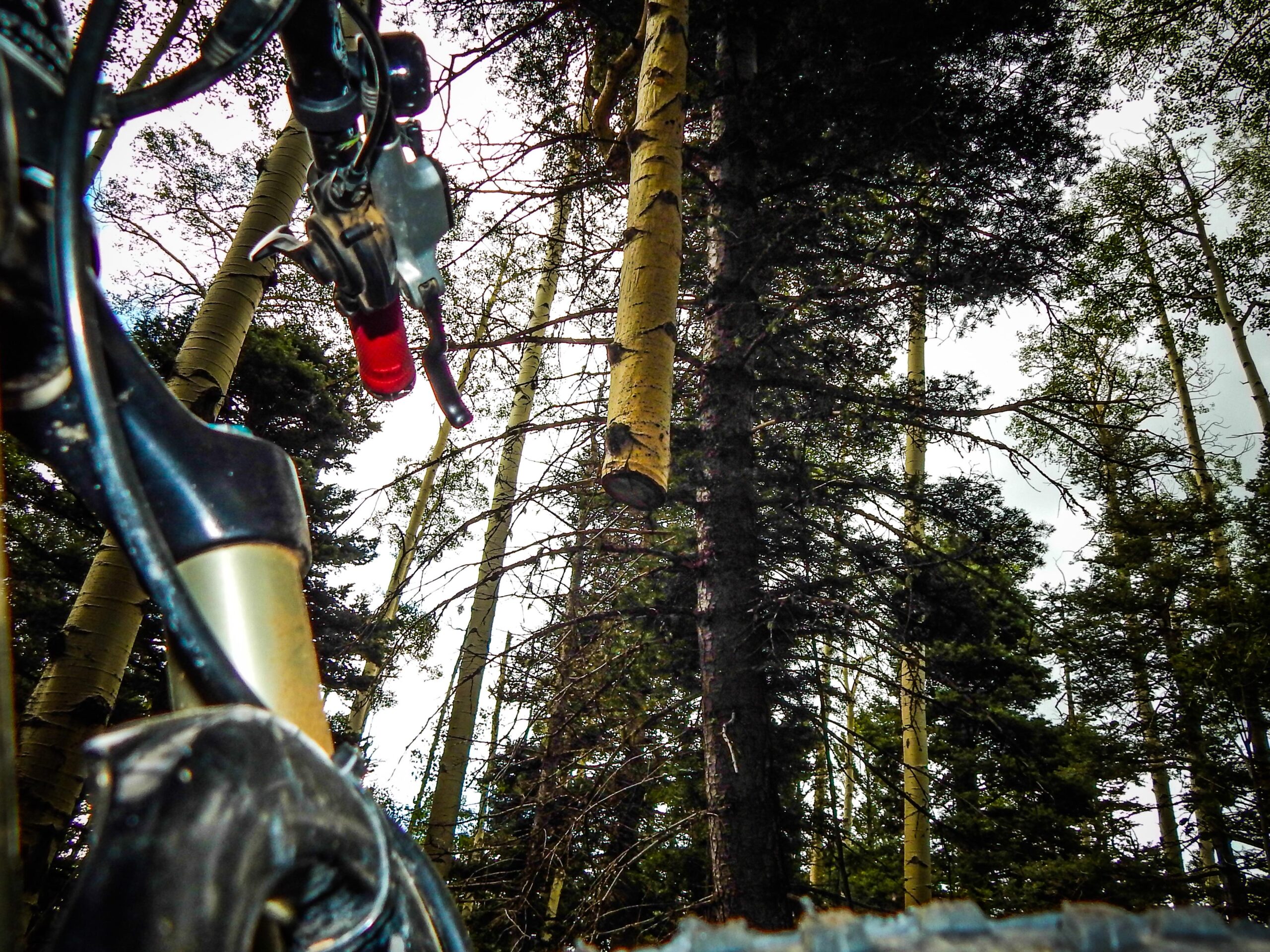 A close-up view of a mountain bike handlebar and front wheel, surrounded by tall trees in a forest setting. The image captures the bike's brake lever and a red light, with a backdrop of green foliage and a cloudy sky above. South Boundary (164) mountain bike trail.