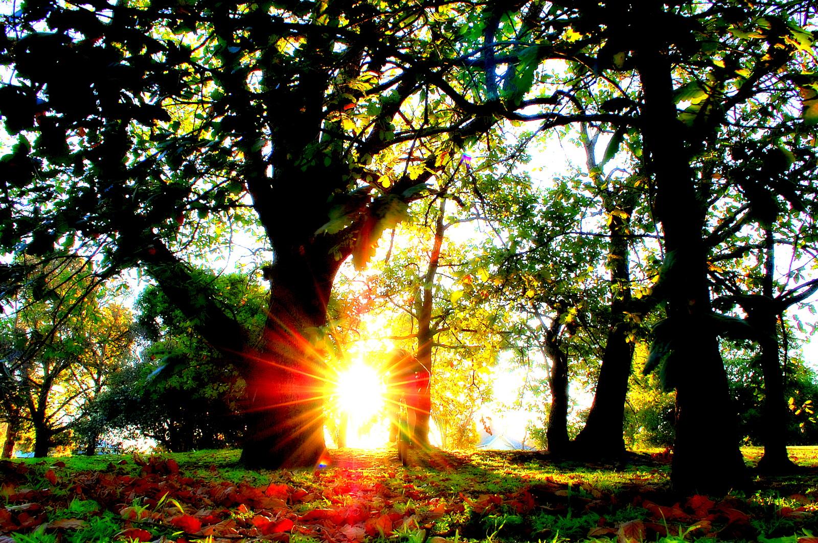 A sunbeam filters through the trees in a forest, creating a warm and glowing atmosphere. The ground is covered with fallen leaves, and the vibrant green foliage contrasts with the radiant light streaming in. Yarra Trails mountain bike trail.
