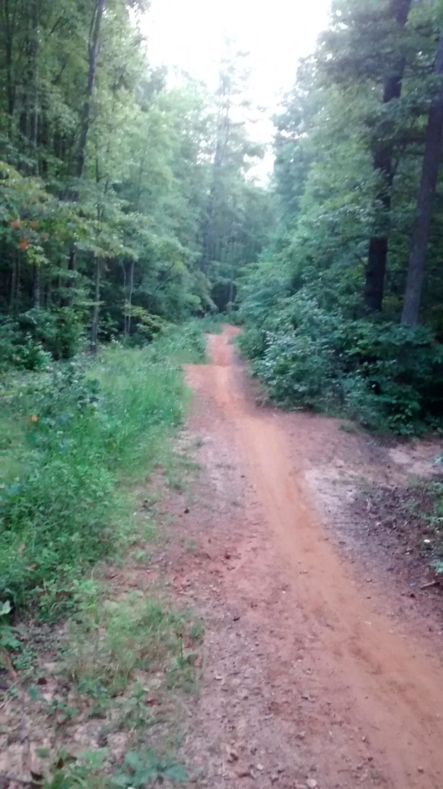 A narrow dirt path winding through a green forest, flanked by tall trees and dense vegetation. The trail is slightly overgrown with grass and shrubs on either side, creating a serene, natural atmosphere. Deer Lake Lodge / 664 mountain bike trail.