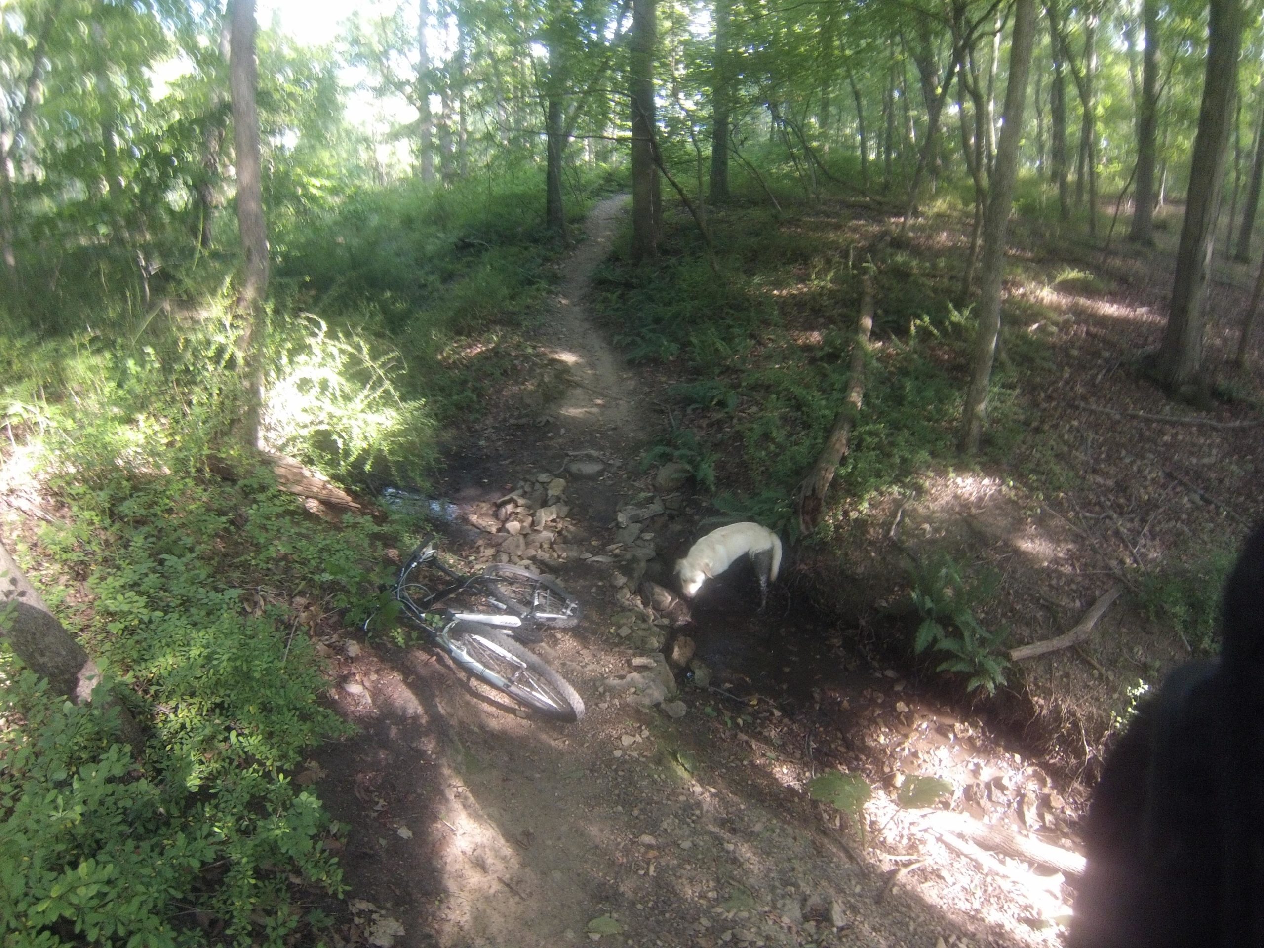 A mountain bike rests on a dirt path in a wooded area, while a dog explores a small creek nearby. Sunlight filters through the trees, illuminating the lush greenery surrounding the scene. Nassau Trails mountain bike trail.