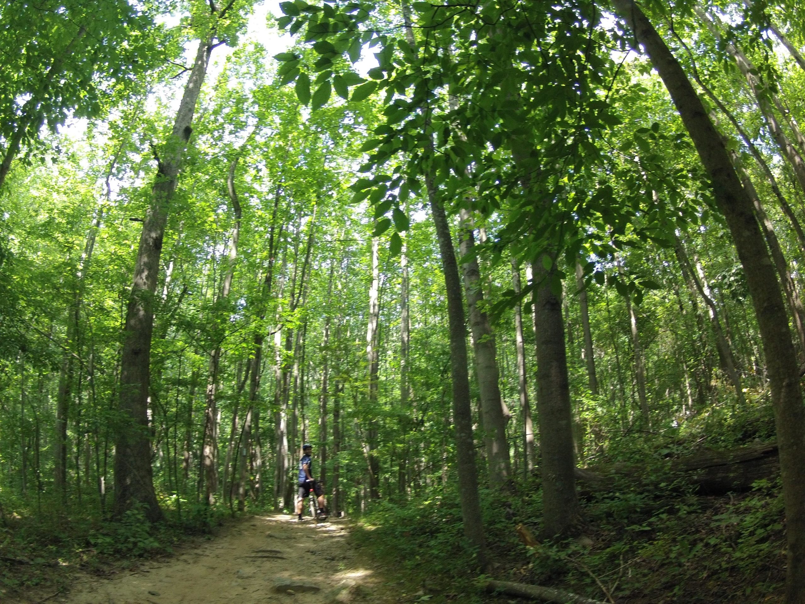 A cyclist standing on a dirt path surrounded by tall trees and dense green foliage in a sunlit forest. Cabin John Trail mountain bike trail.