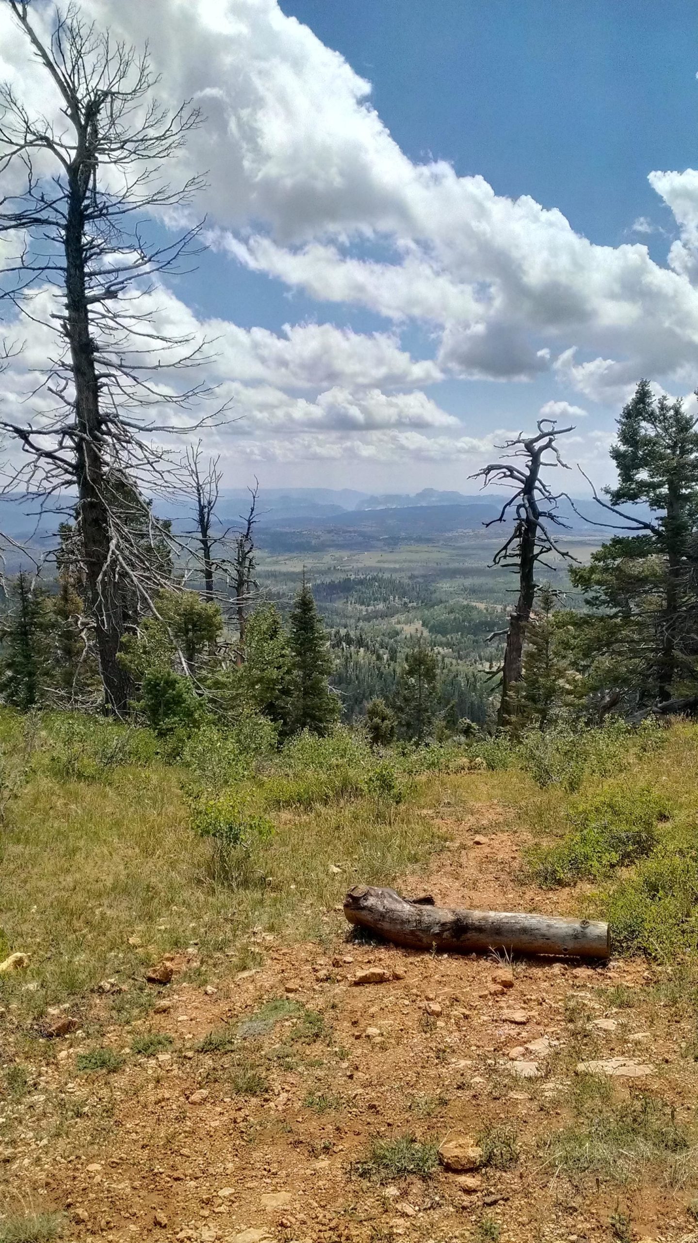 A scenic view of a mountainous landscape featuring a mix of green trees and barren branches, under a partly cloudy sky. A fallen log lies on the rocky ground, with rolling hills and distant mountains visible in the background. Navajo Lake Trail mountain bike trail.