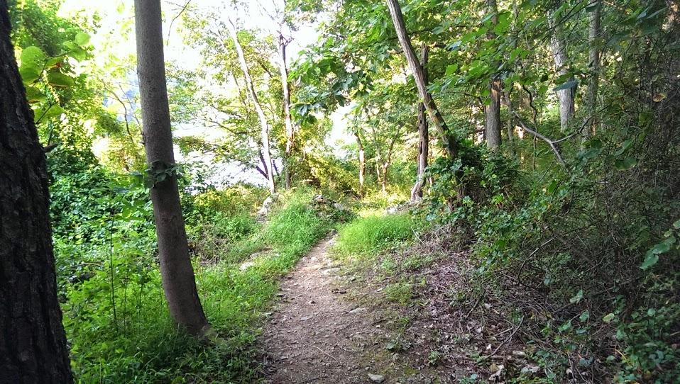 A natural trail winding through a lush forest, surrounded by tall trees and greenery. The path is narrow and slightly uneven, leading into the distance where sunlight filters through the leaves. The scene conveys a sense of tranquility and connection with nature. Emmitsburg Watershed mountain bike trail.