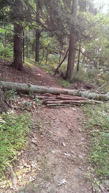 A fallen log across a dirt path in a forest, surrounded by trees and underbrush. The scene depicts a natural setting with greenery and a mix of light and shadow. The trail leads deeper into the woods, indicating a peaceful, outdoor environment. Emmitsburg Watershed mountain bike trail.