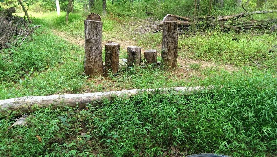 A tranquil forest scene featuring a circular arrangement of tree stumps on a path surrounded by lush green grass and foliage. In the foreground, a large fallen log rests on the ground. The background includes more trees and underbrush, creating a natural and serene atmosphere. Emmitsburg Watershed mountain bike trail.