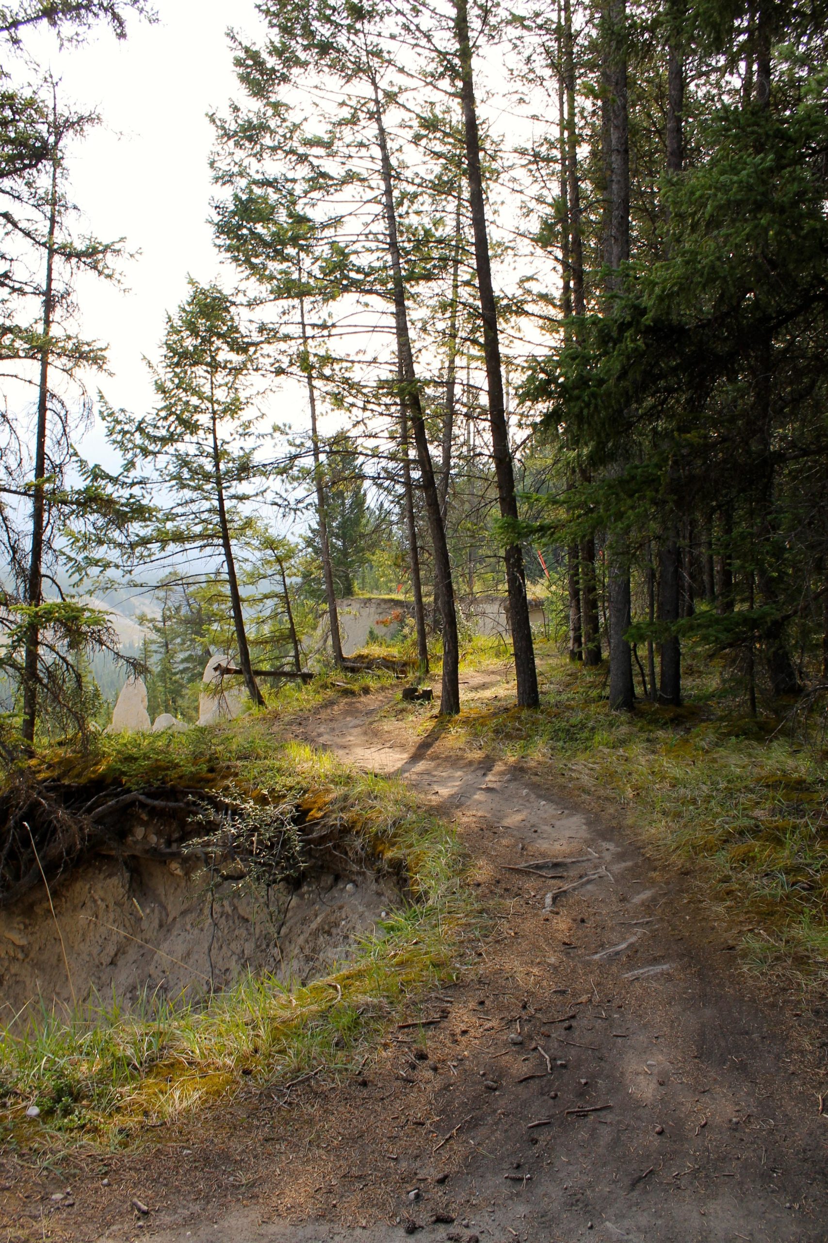 A peaceful forest path winding through tall trees with sunlight filtering through the branches. The path is surrounded by green grass and scattered pine needles, leading to a scenic viewpoint in the distance. Tunnel Mountain Trail System mountain bike trail.