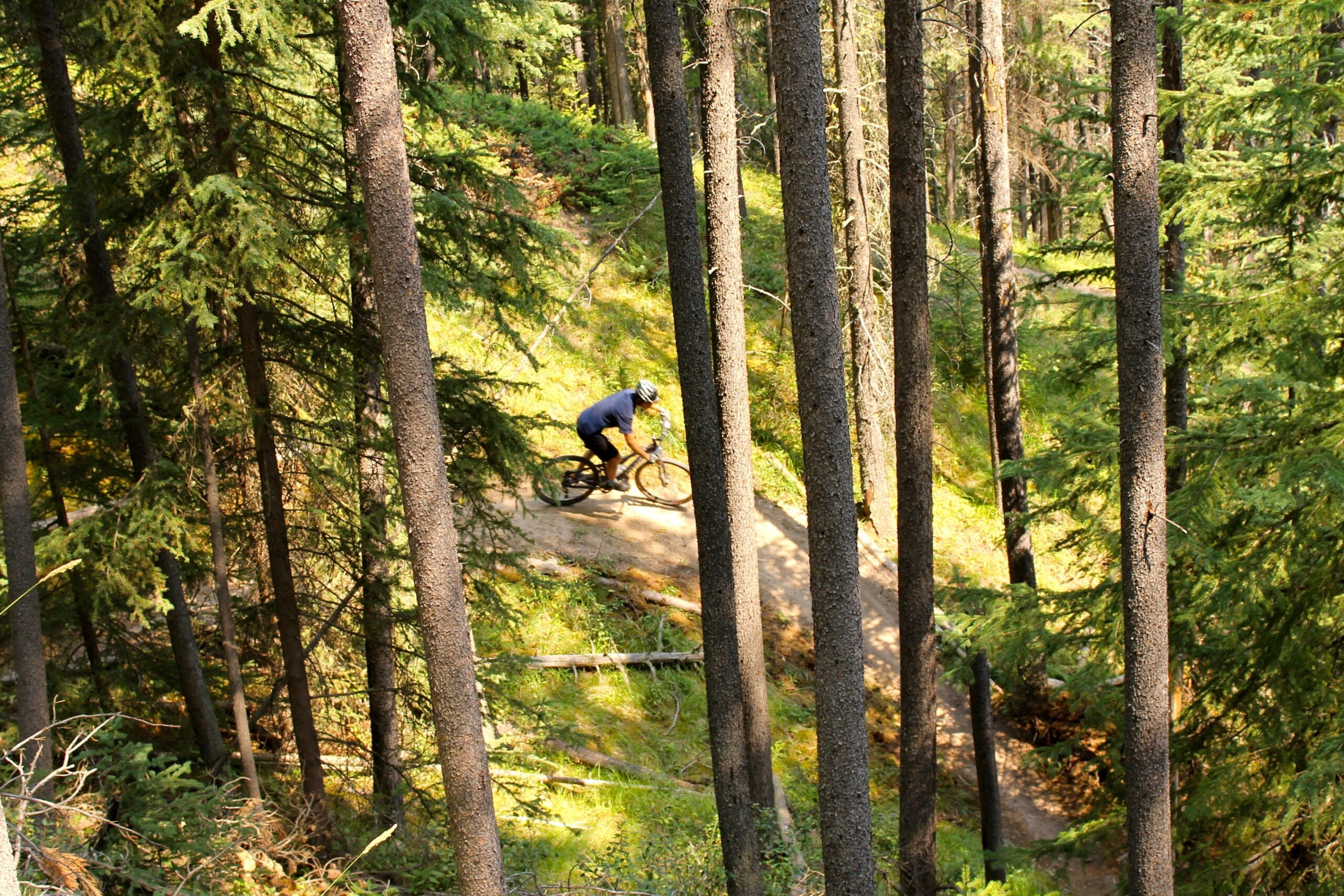 A cyclist riding on a dirt path through a dense forest, surrounded by tall trees and greenery. The sun is shining, creating a bright and vibrant atmosphere. Tunnel Mountain Tech Trails mountain bike trail.