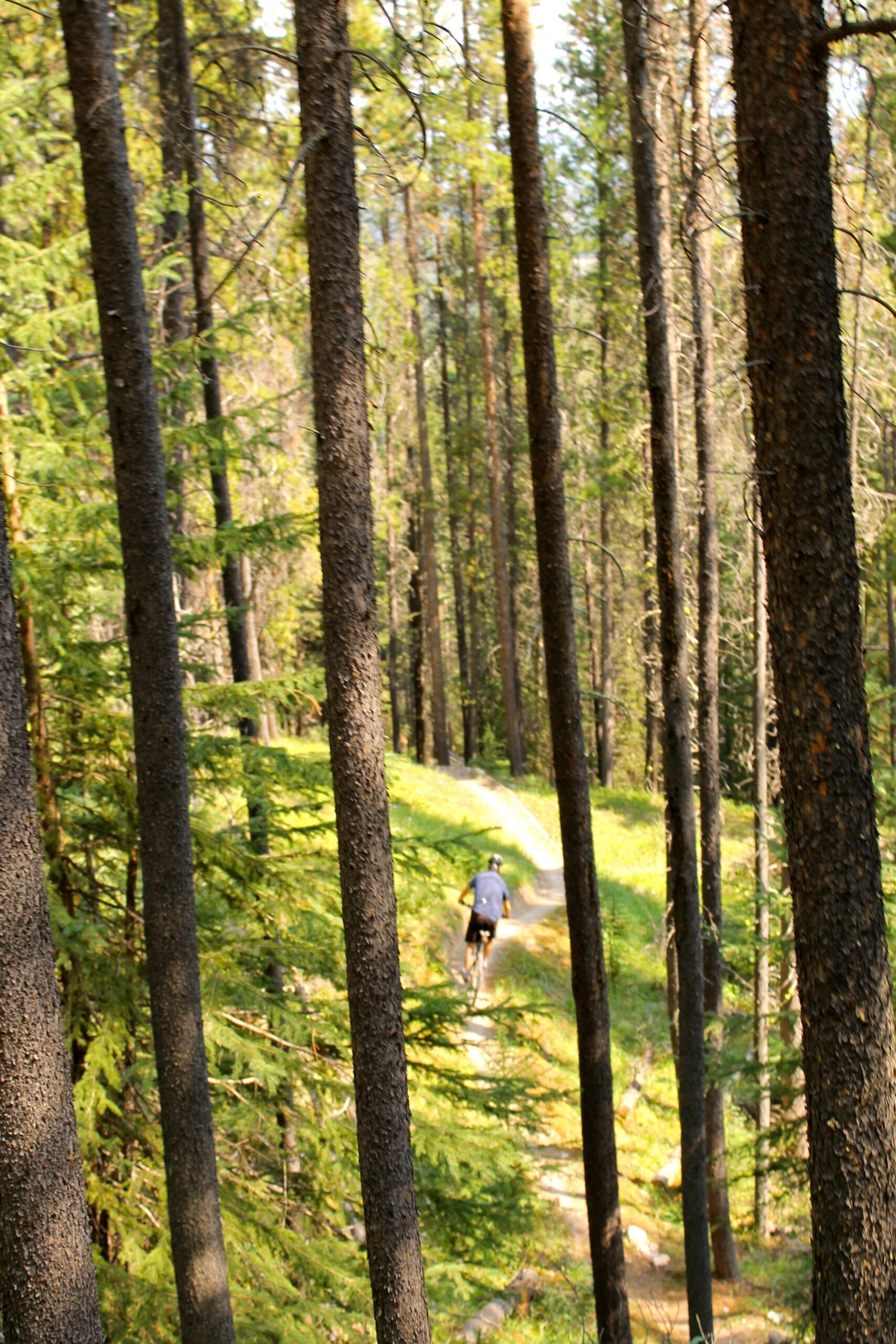 A cyclist riding on a winding dirt path through a dense forest, surrounded by tall trees and vibrant green foliage. Tunnel Mountain Tech Trails mountain bike trail.