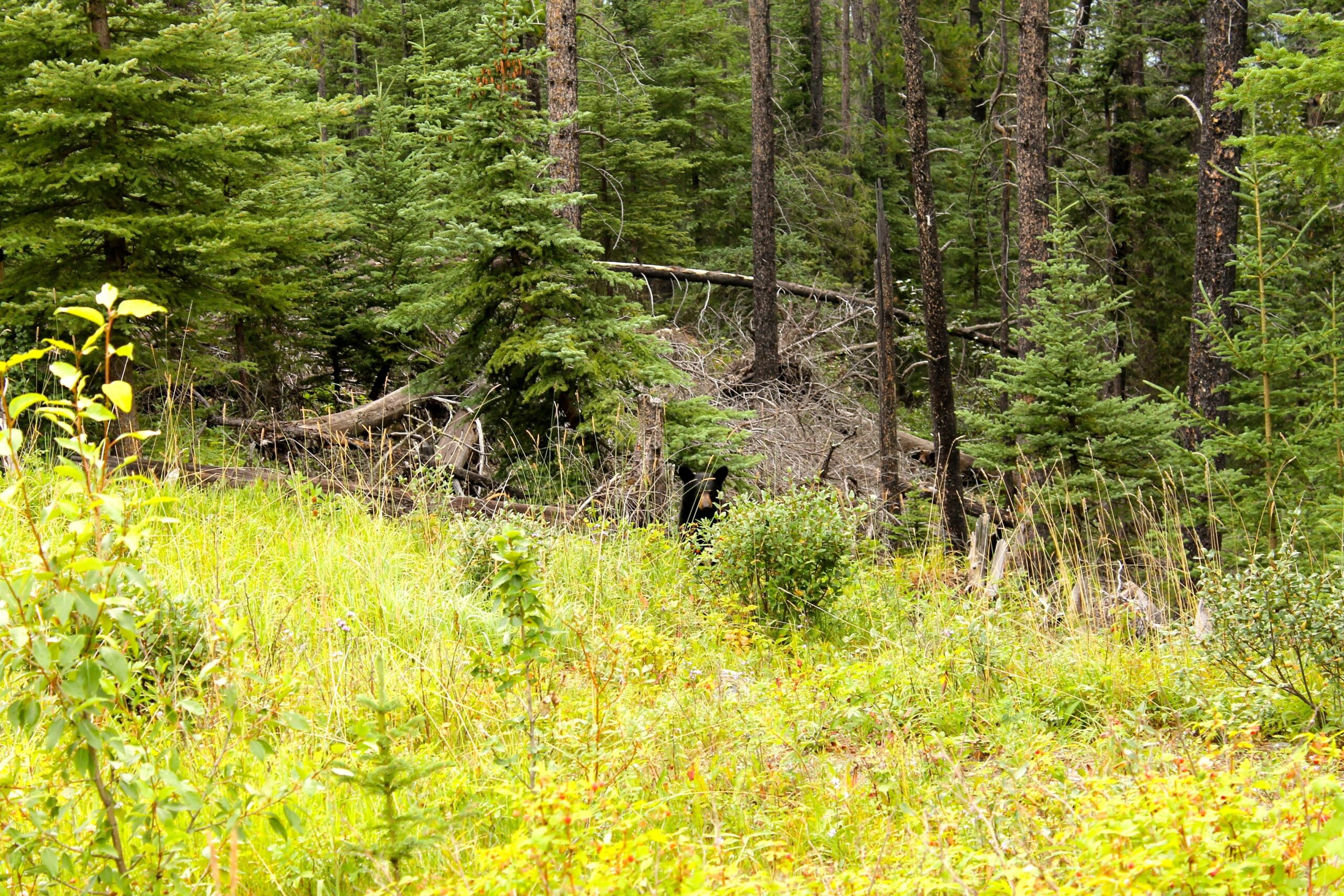 A dense forest scene featuring tall evergreen trees, underbrush, and scattered fallen logs among vibrant green grass and shrubs. Canmore Nordic Centre mountain bike trail.