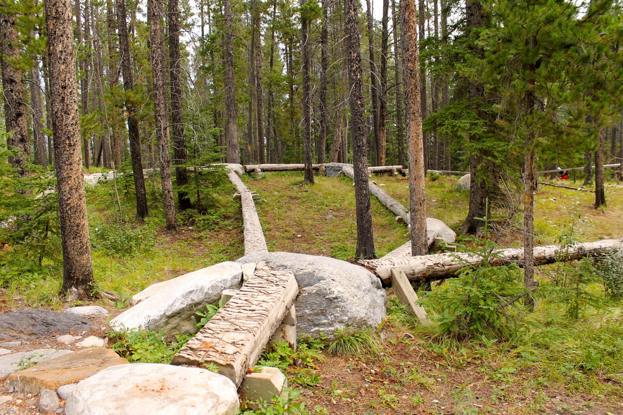 A forested area featuring wooden paths and bridges made from trees, surrounded by tall pine trees and lush underbrush. The scene captures a natural setting with earthy tones and a peaceful atmosphere. Canmore Nordic Centre mountain bike trail.