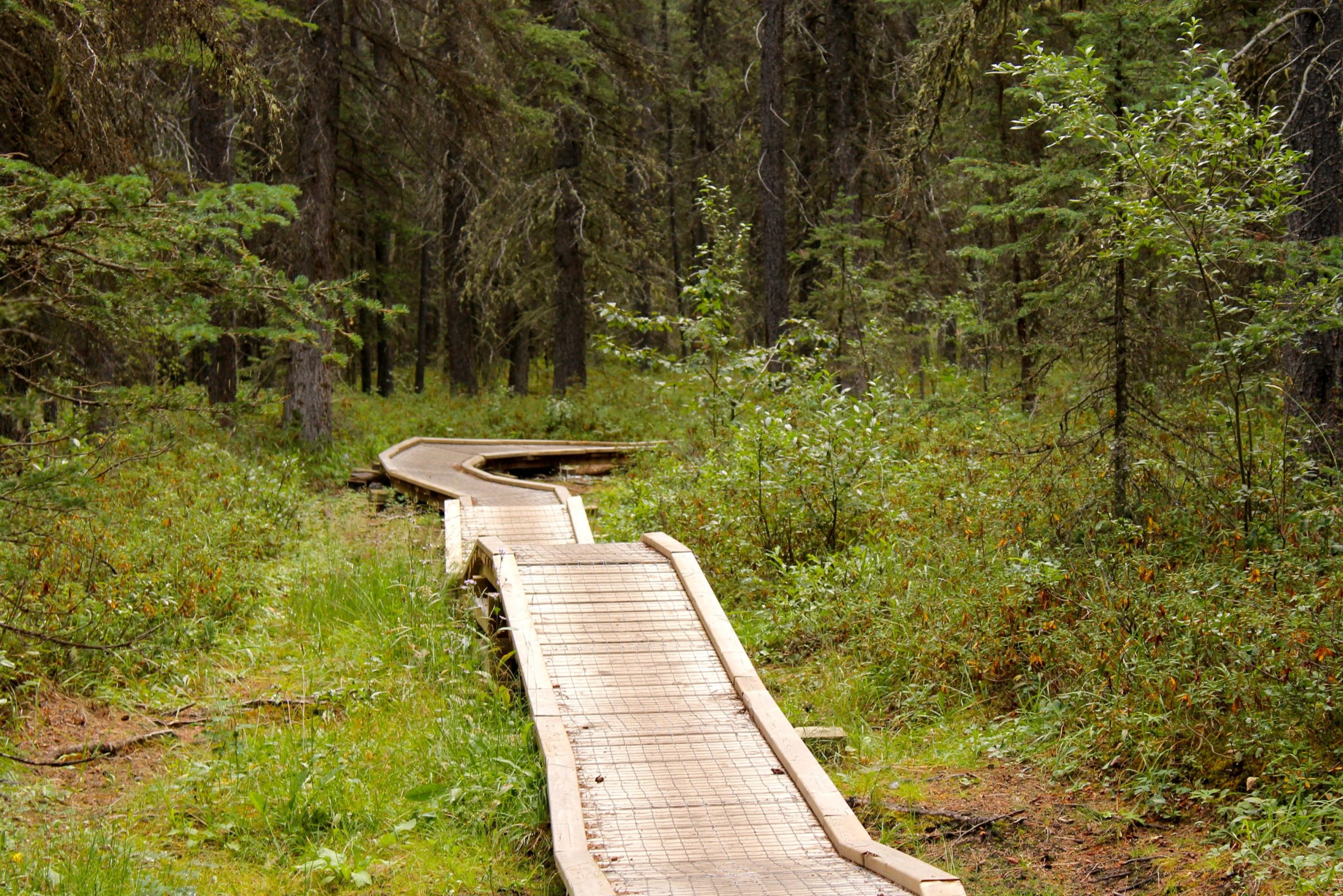 A winding wooden boardwalk path through a lush green forest, surrounded by tall trees and underbrush. The path is elevated and allows for easy walking in the natural setting. Canmore Nordic Centre mountain bike trail.