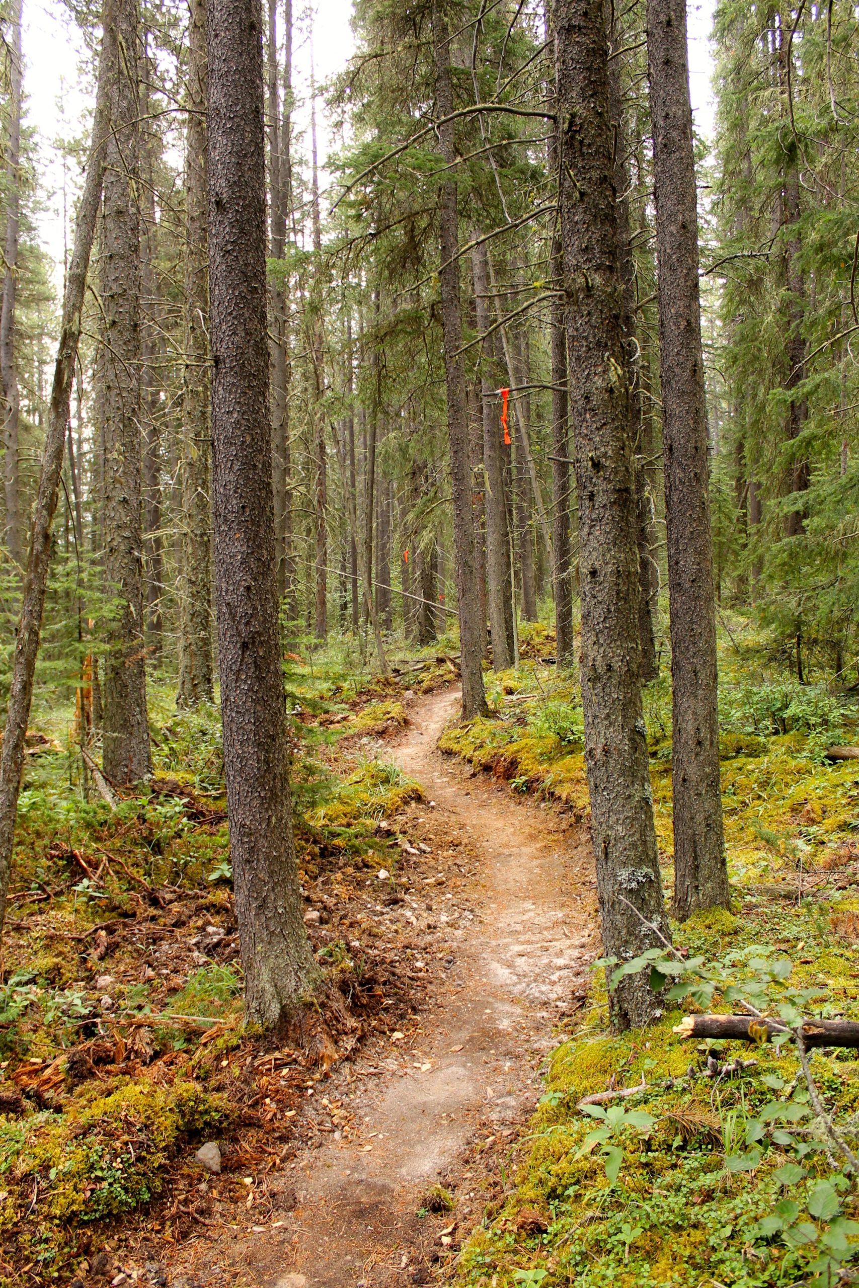 A winding dirt trail surrounded by tall trees in a dense forest, with patches of green moss and fallen leaves along the path. Orange markers are visible on some of the trees, indicating the trail’s route. The scene is tranquil and showcases the natural beauty of the woodland environment. Canmore Nordic Centre mountain bike trail.